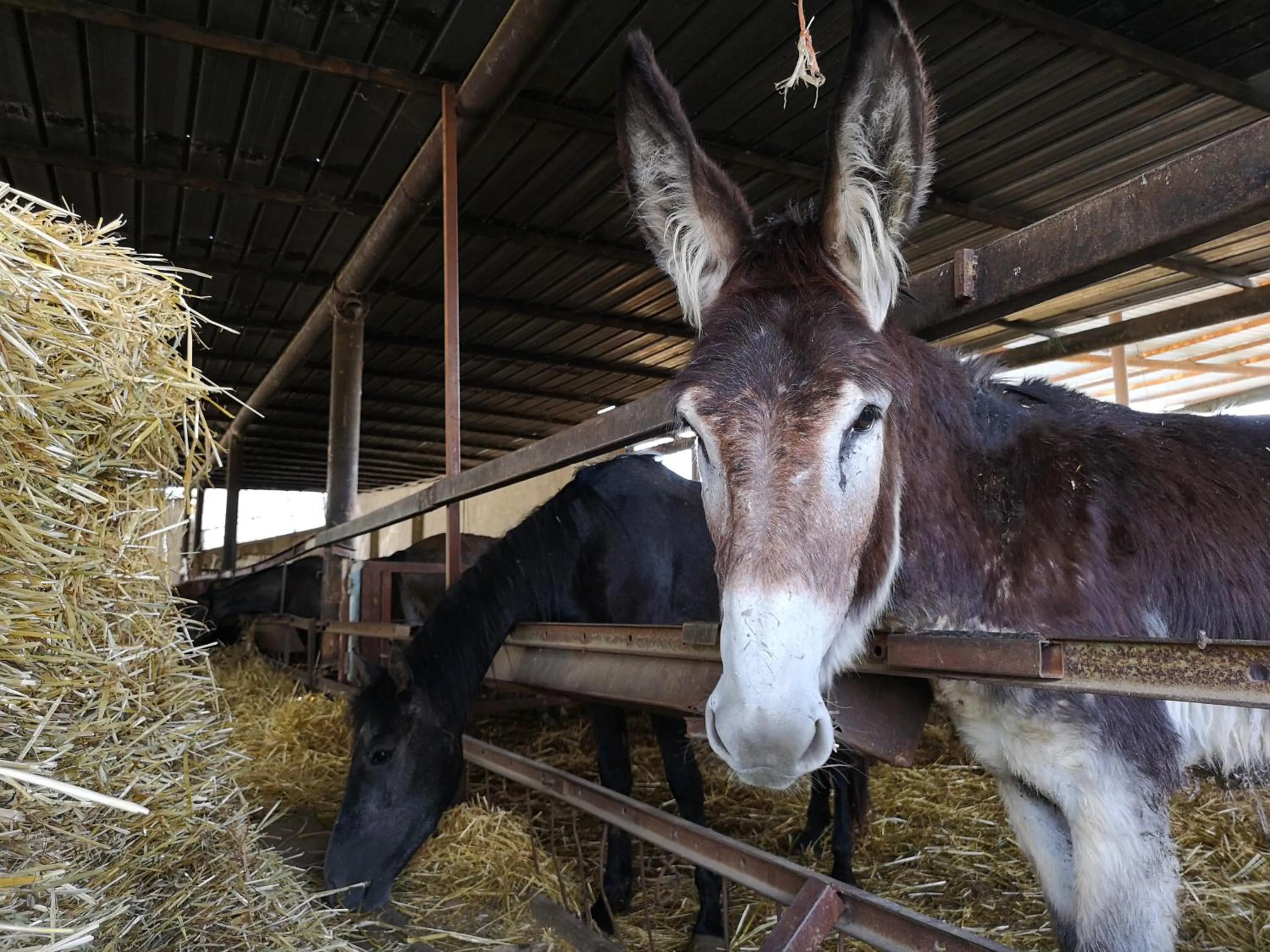 Animals in Fontana La Pietra