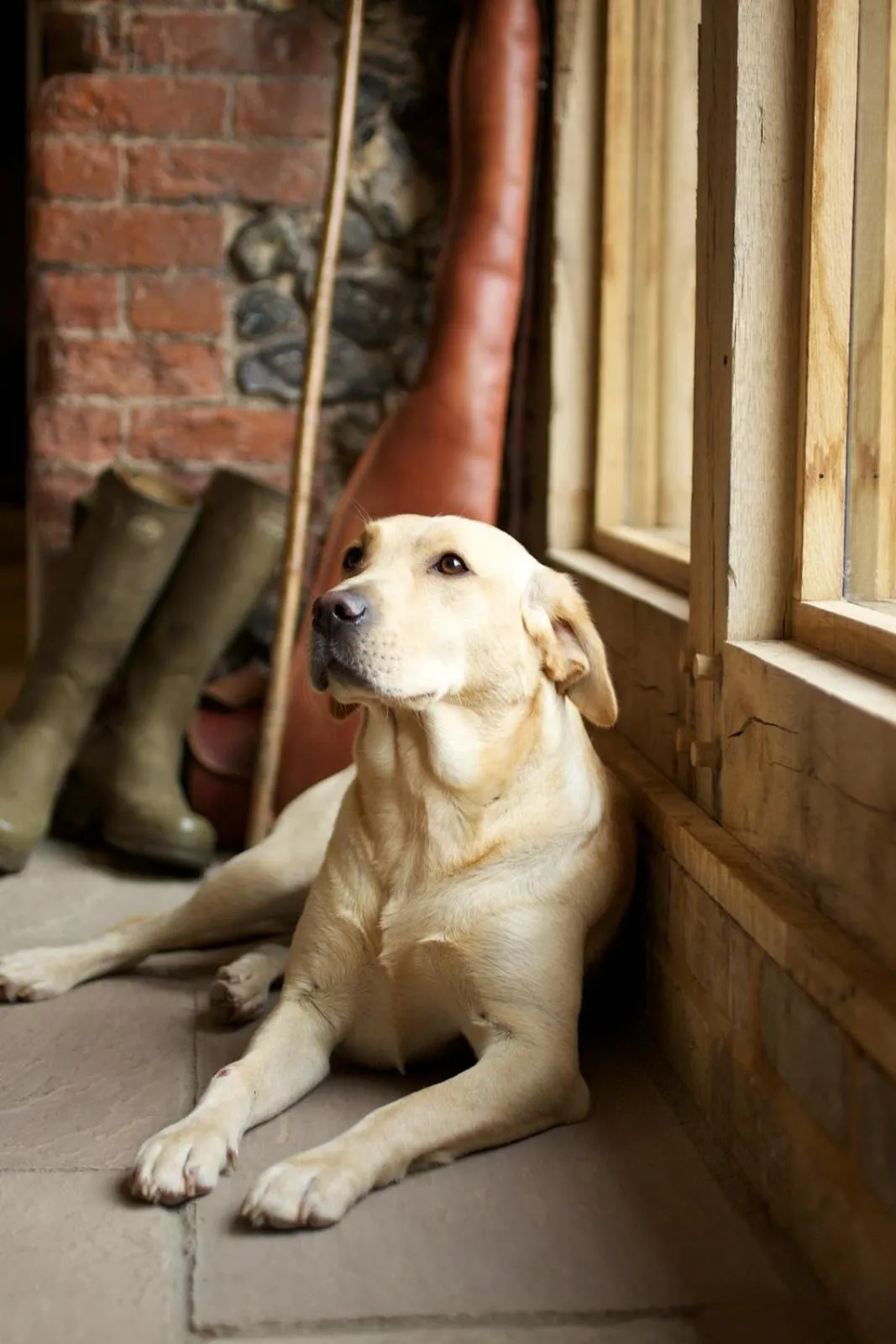 Pets in The Packhorse Inn
