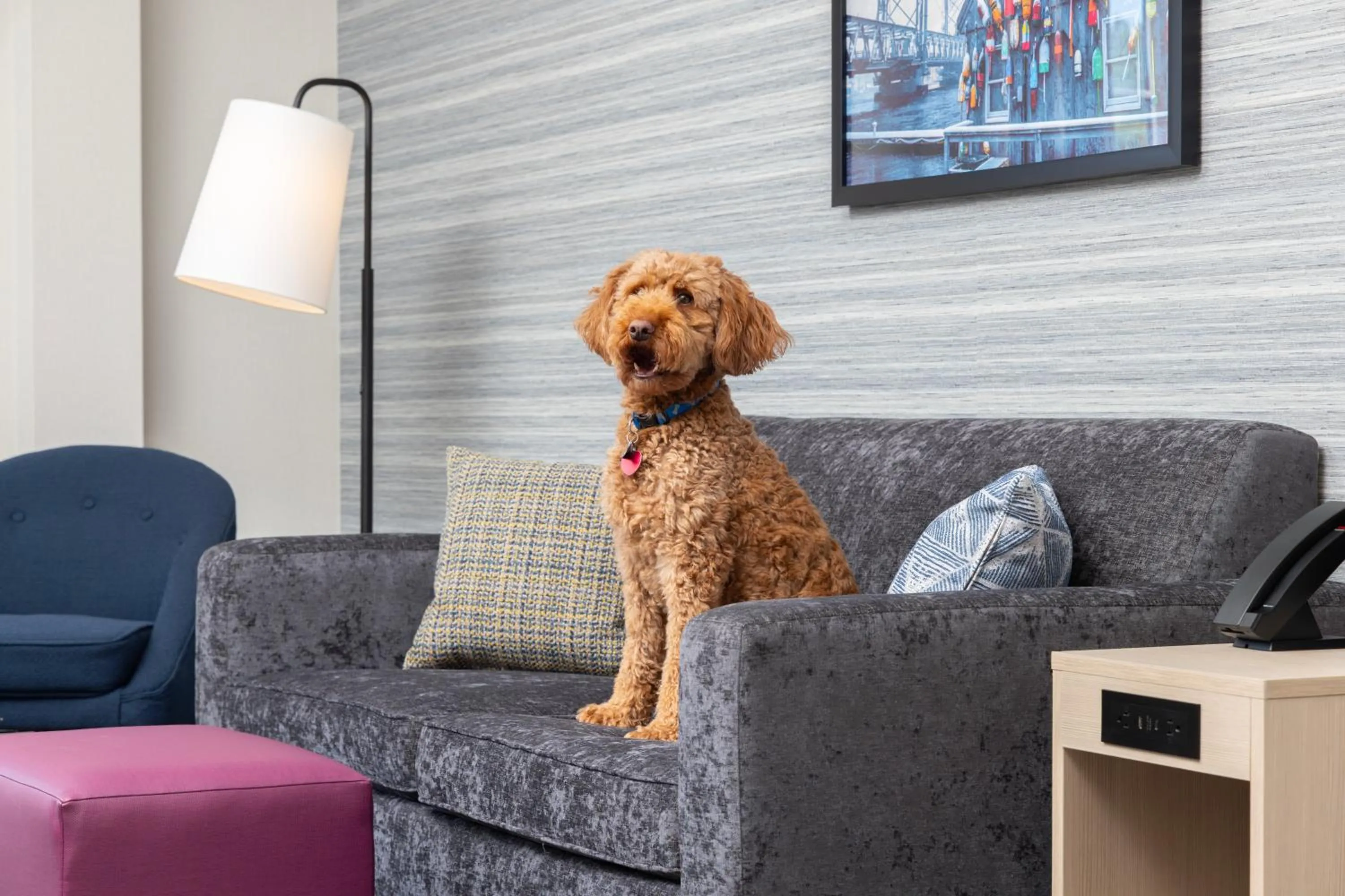 Pets in Home2 Suites By Hilton Kittery