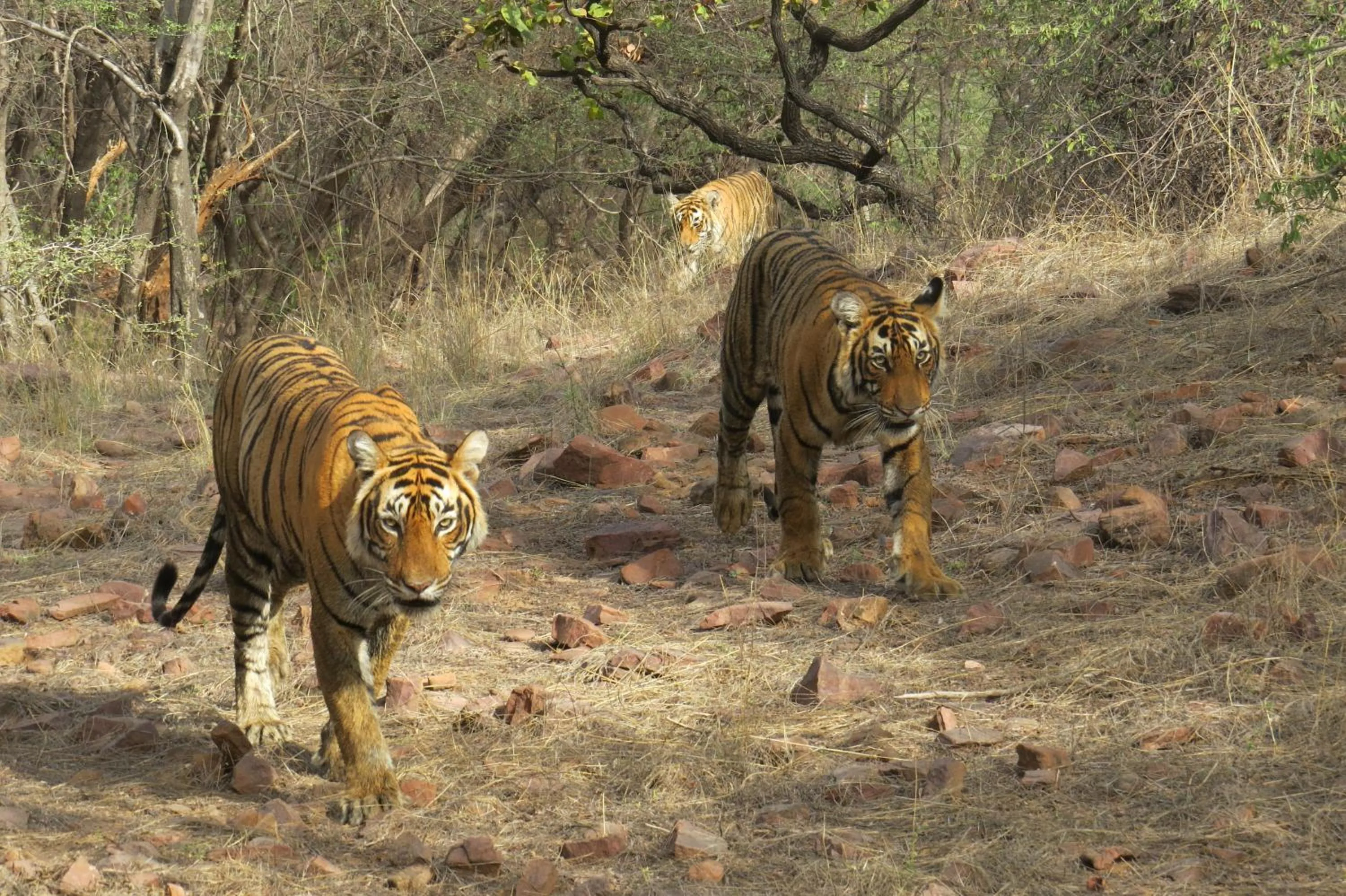 Animals in Rajputana Heritage