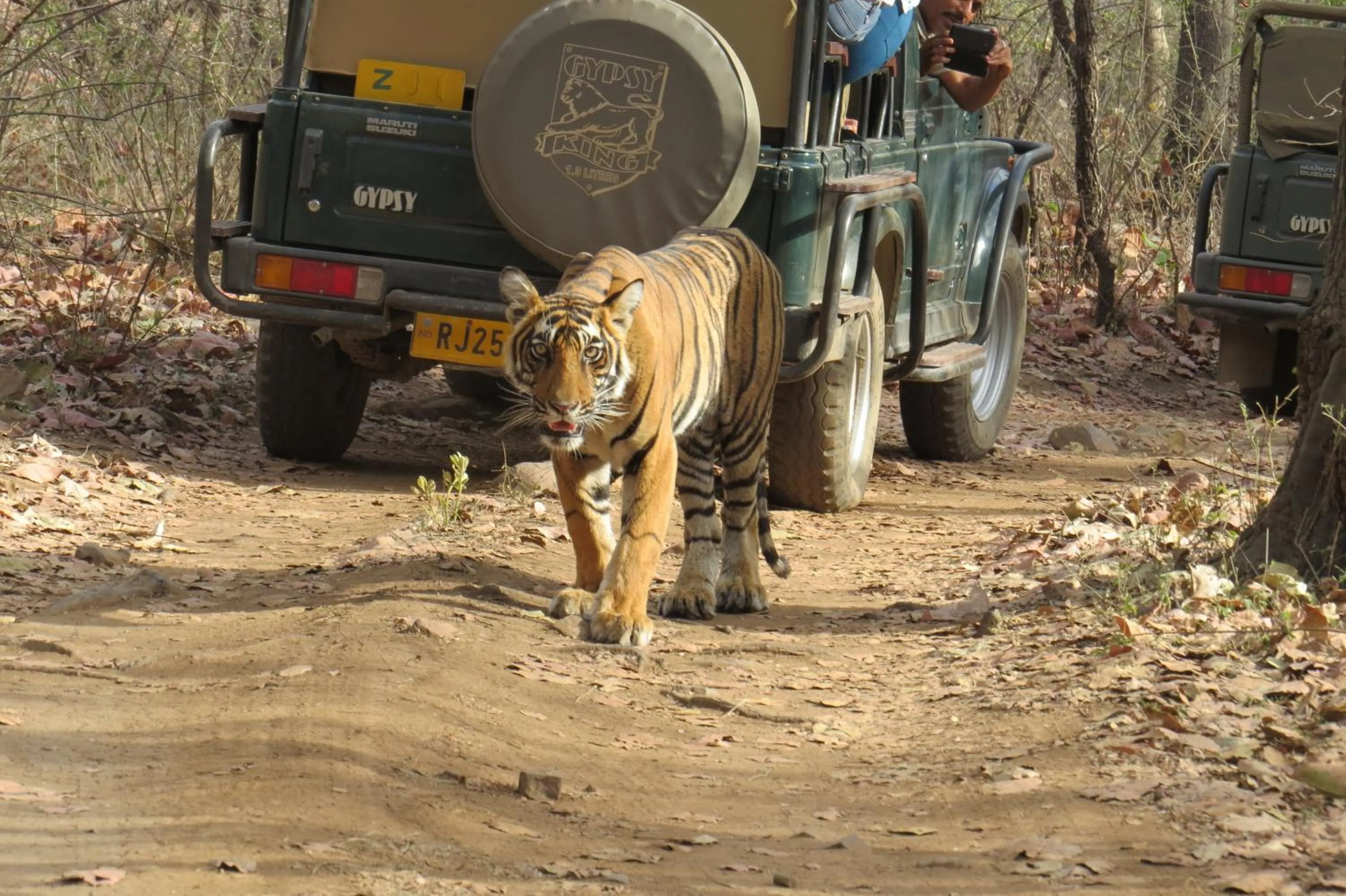 Animals in Rajputana Heritage
