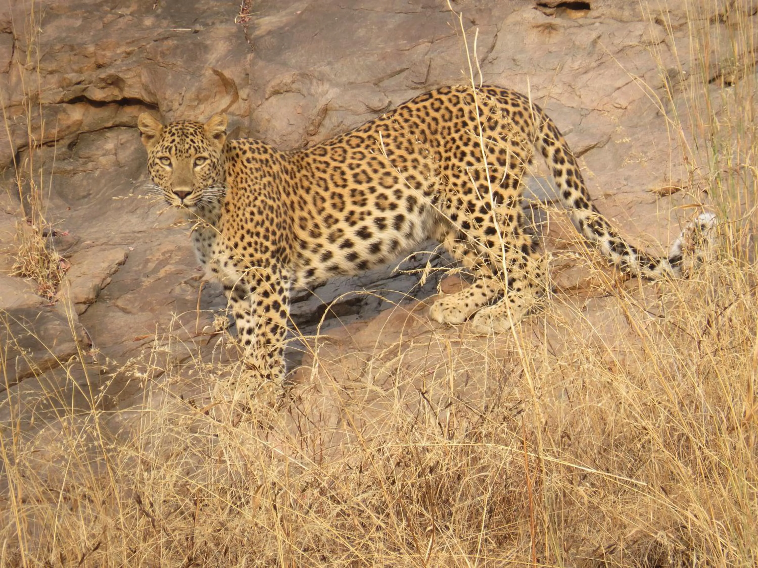 Animals in Rajputana Heritage