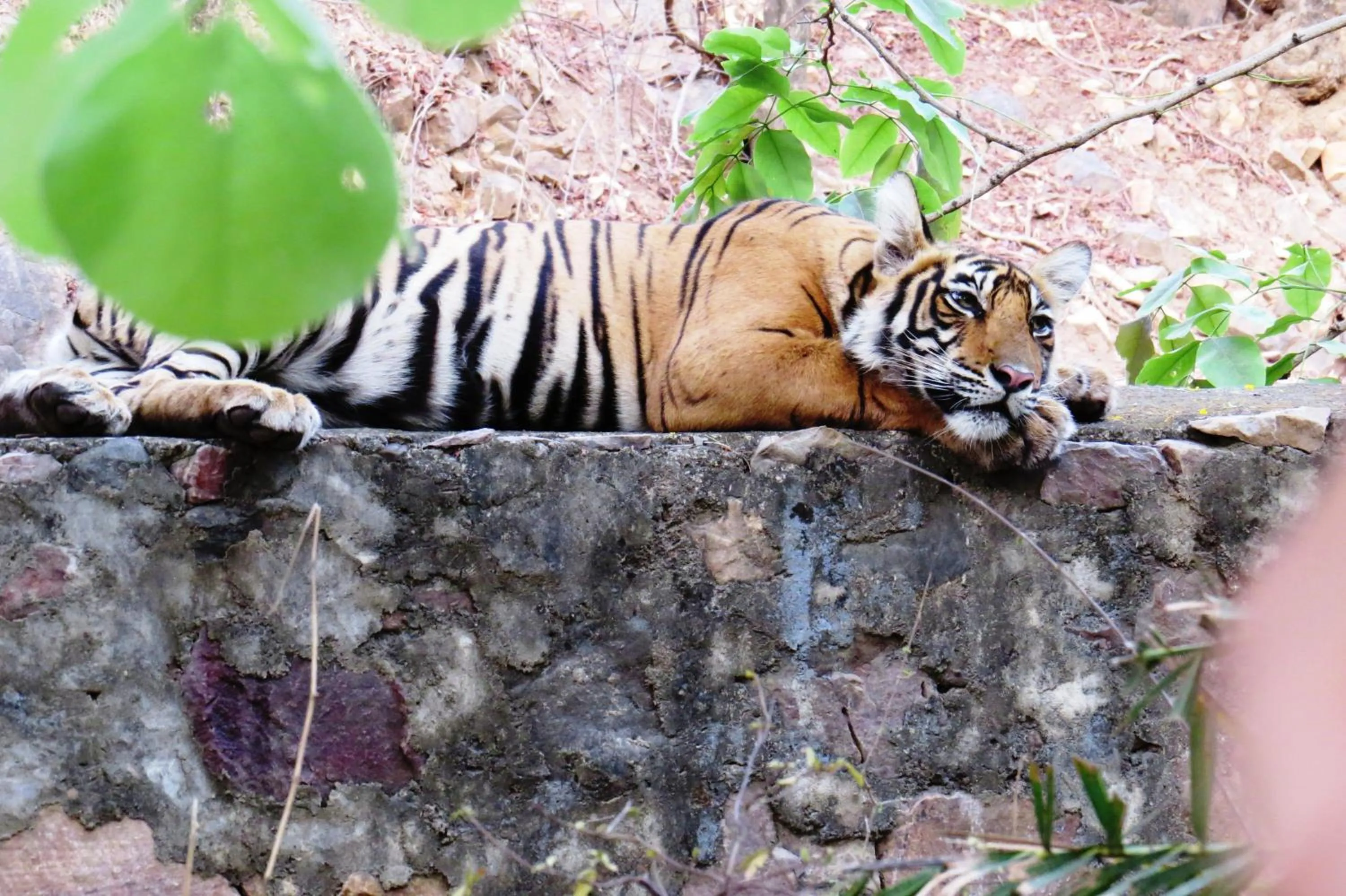 Animals in Rajputana Heritage