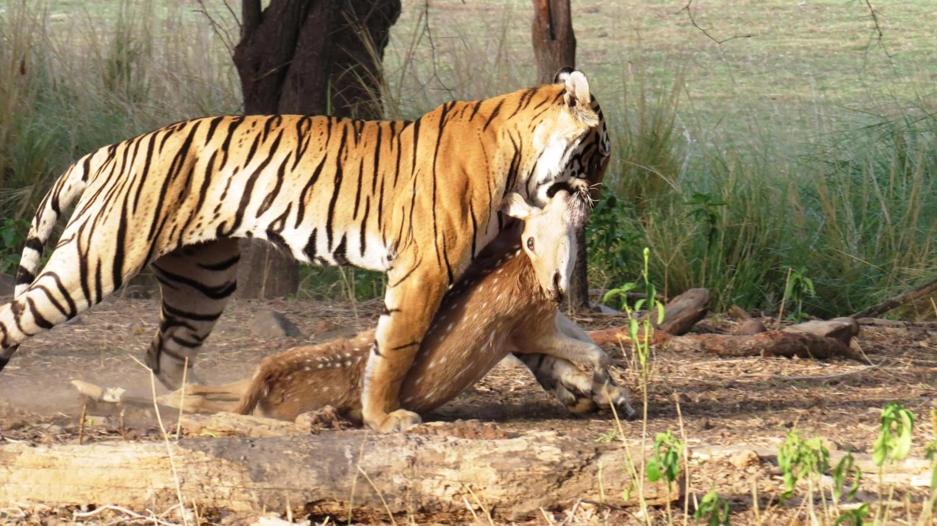 Animals in Rajputana Heritage