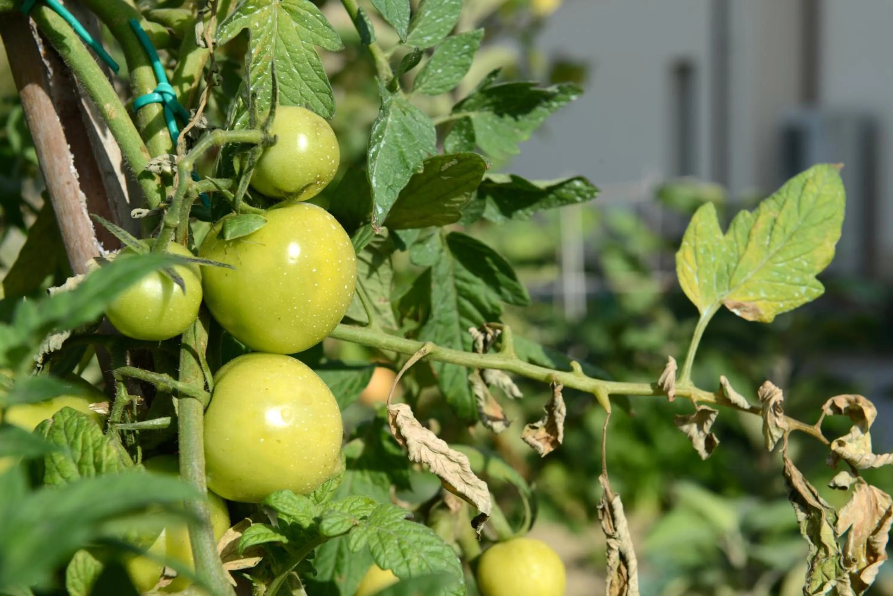 Food and drinks in Resort Il Gallo Senone