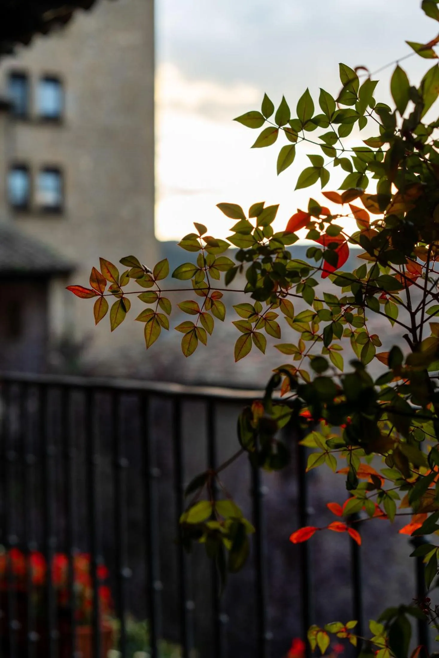 Garden in Parador de Sos del Rey Católico