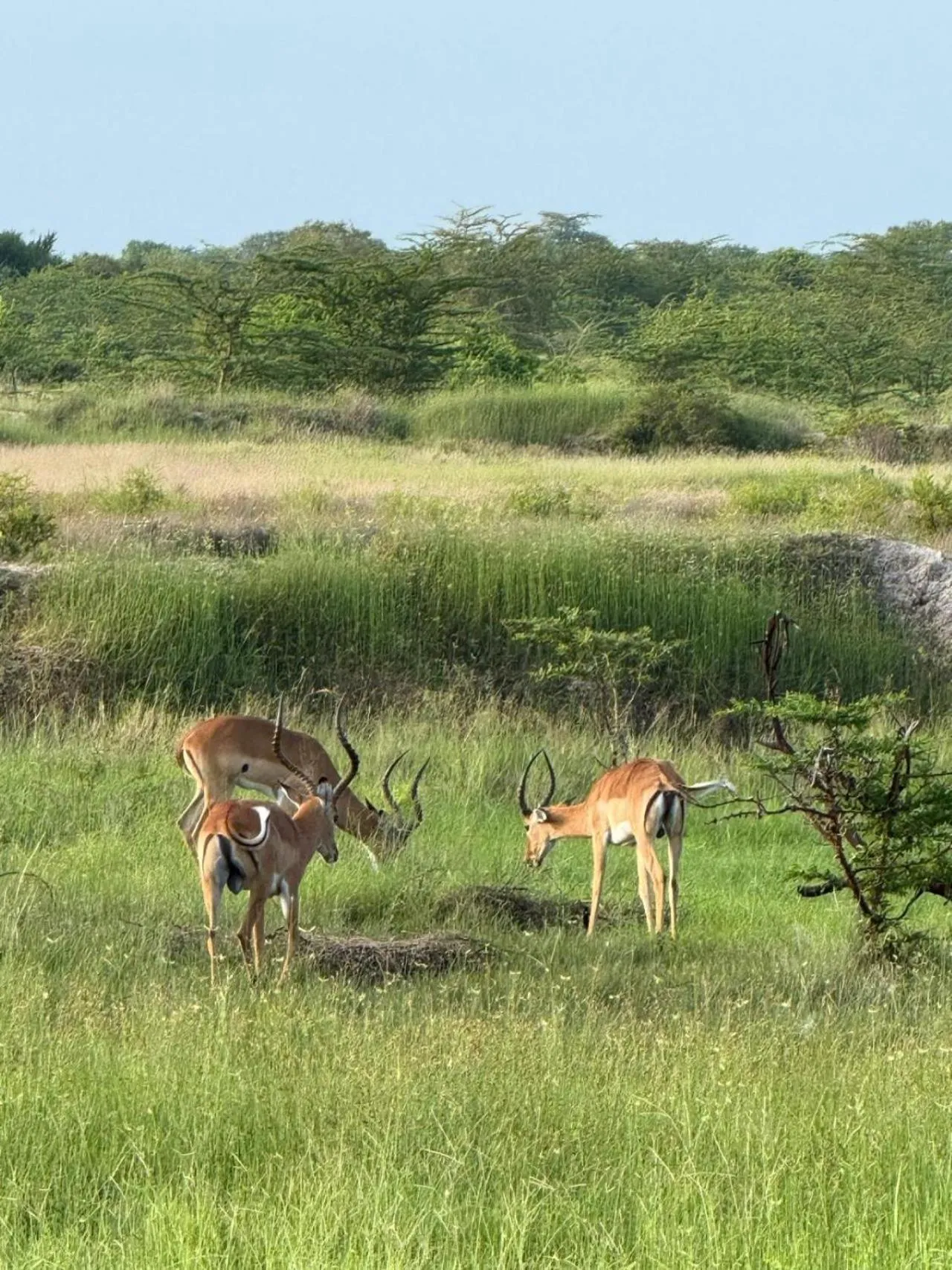 Animals in Barry's Beach Resort