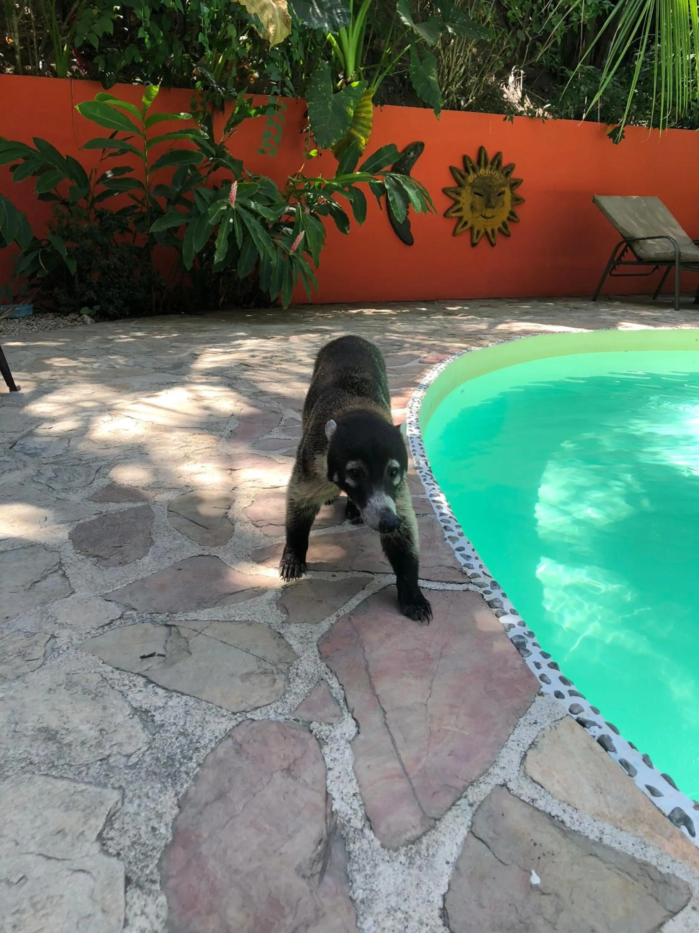 Garden in Hotel El Pequeño Gecko Verde