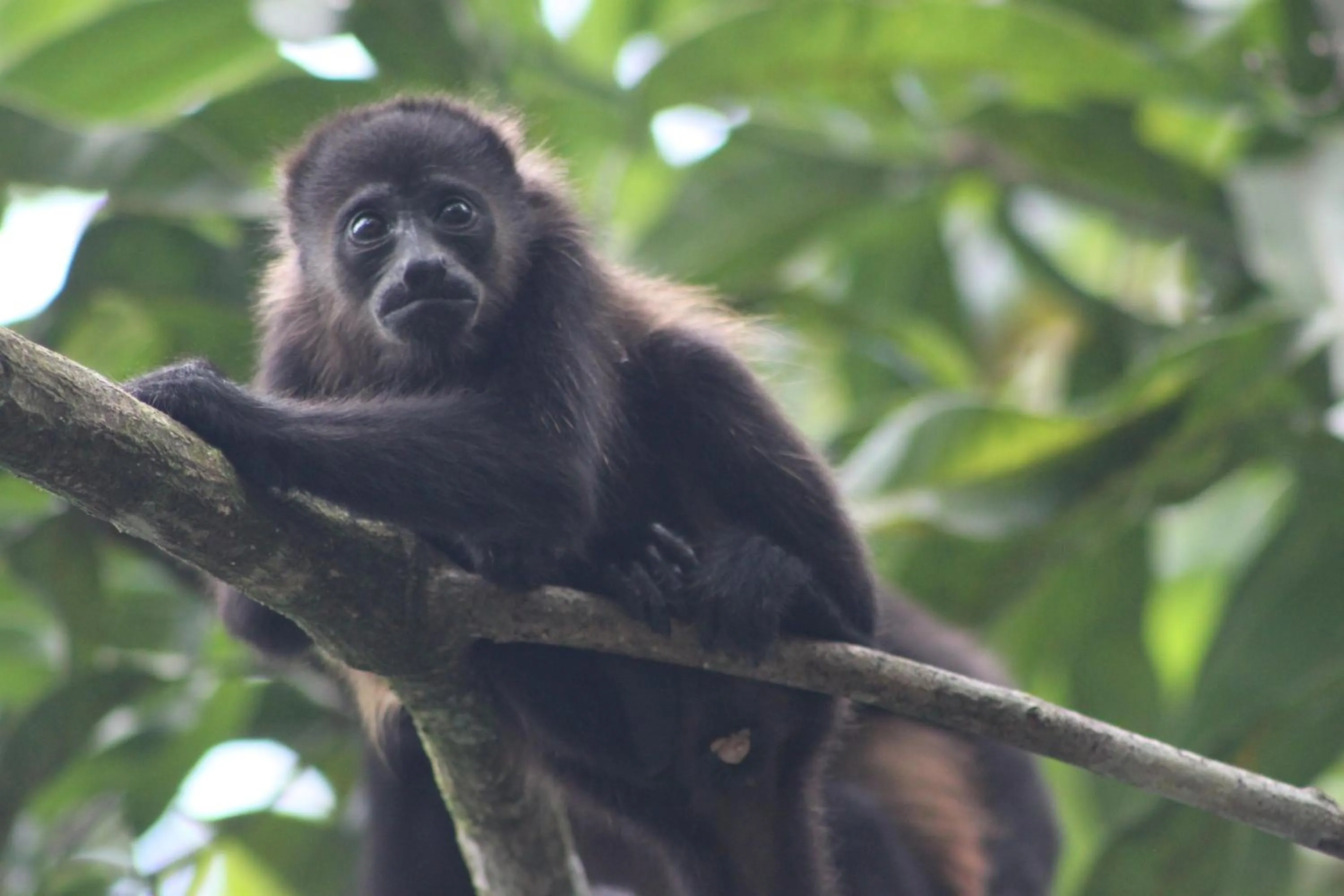 Garden in Hotel El Pequeño Gecko Verde