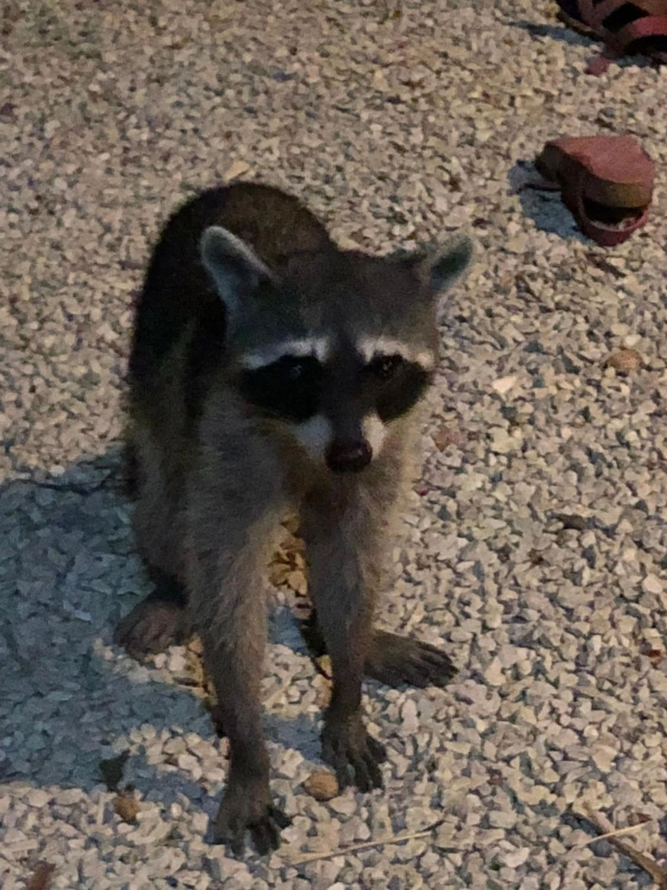Garden in Hotel El Pequeño Gecko Verde