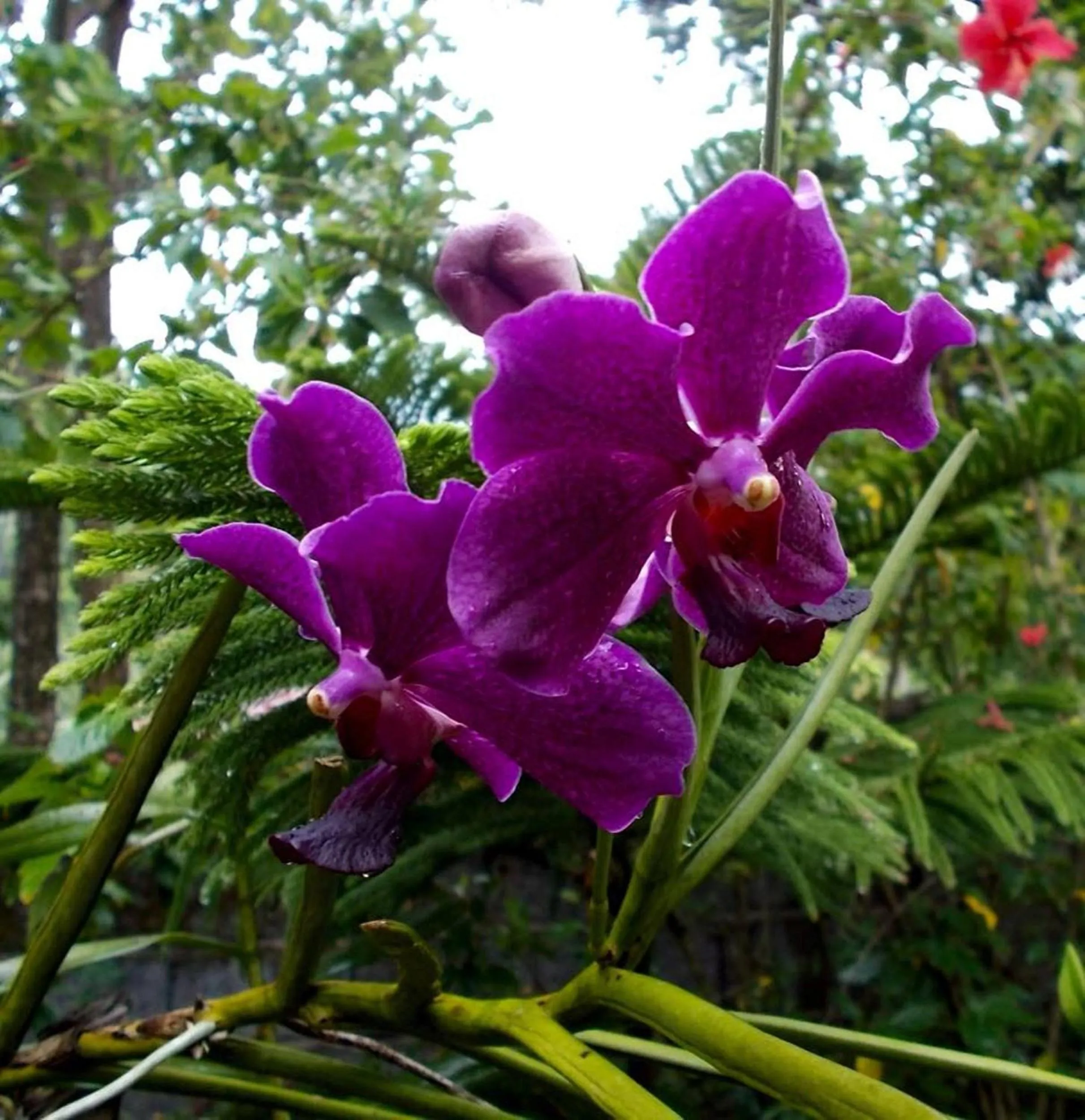 Garden in Camiguin Island Golden Sunset Beach Club