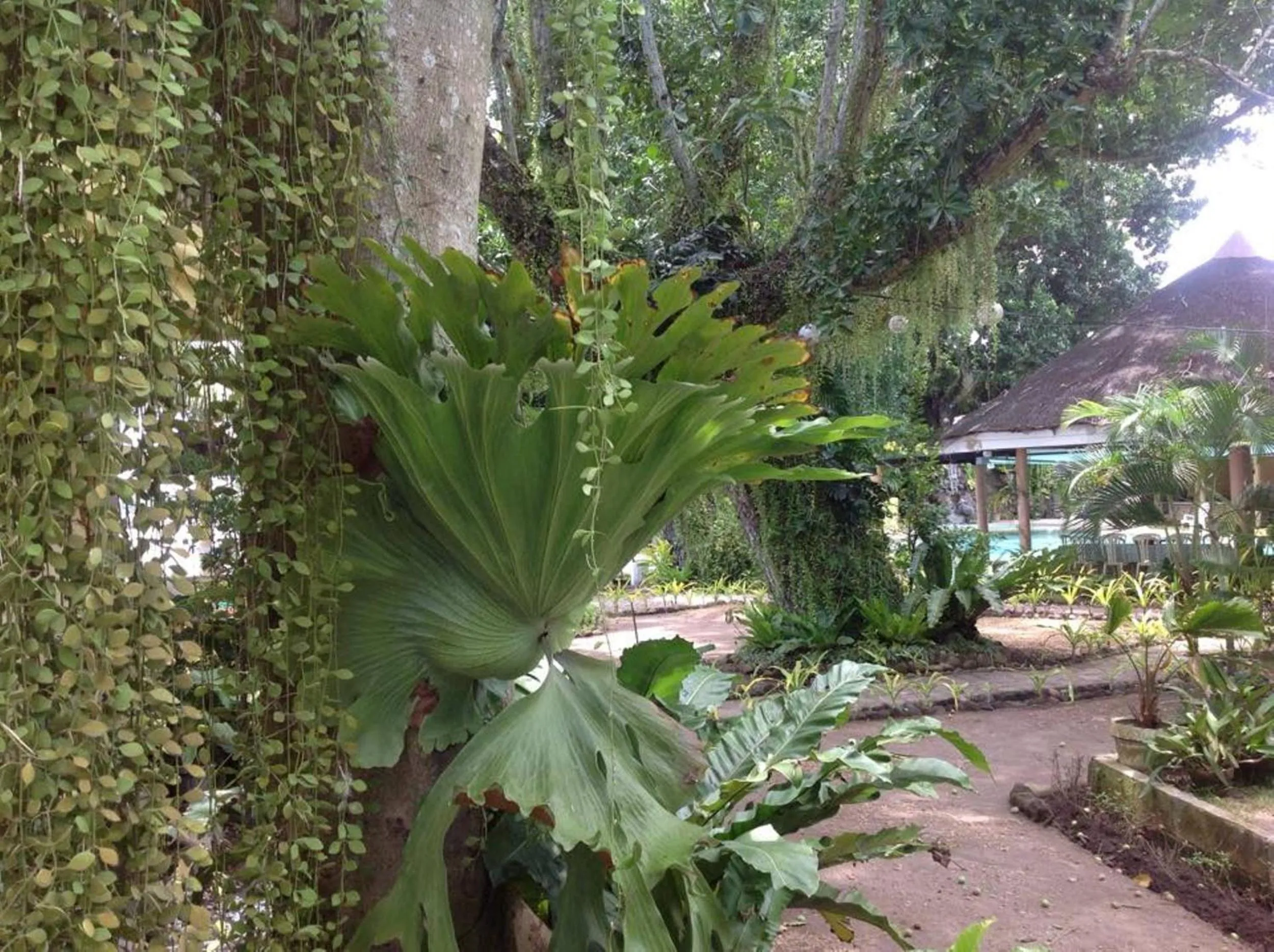 Natural landscape in Camiguin Island Golden Sunset Beach Club