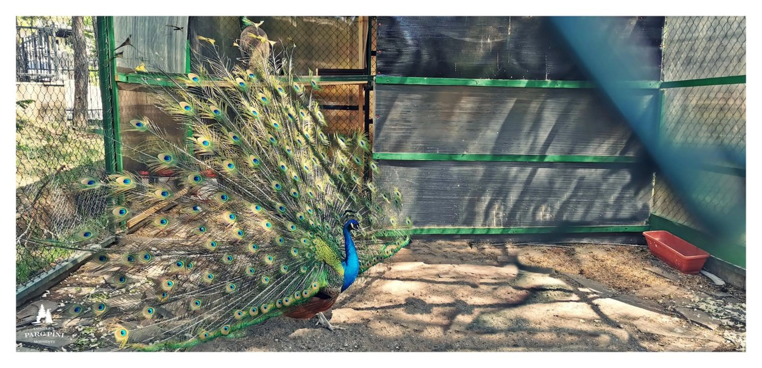 Complex Parc Pini Moinesti