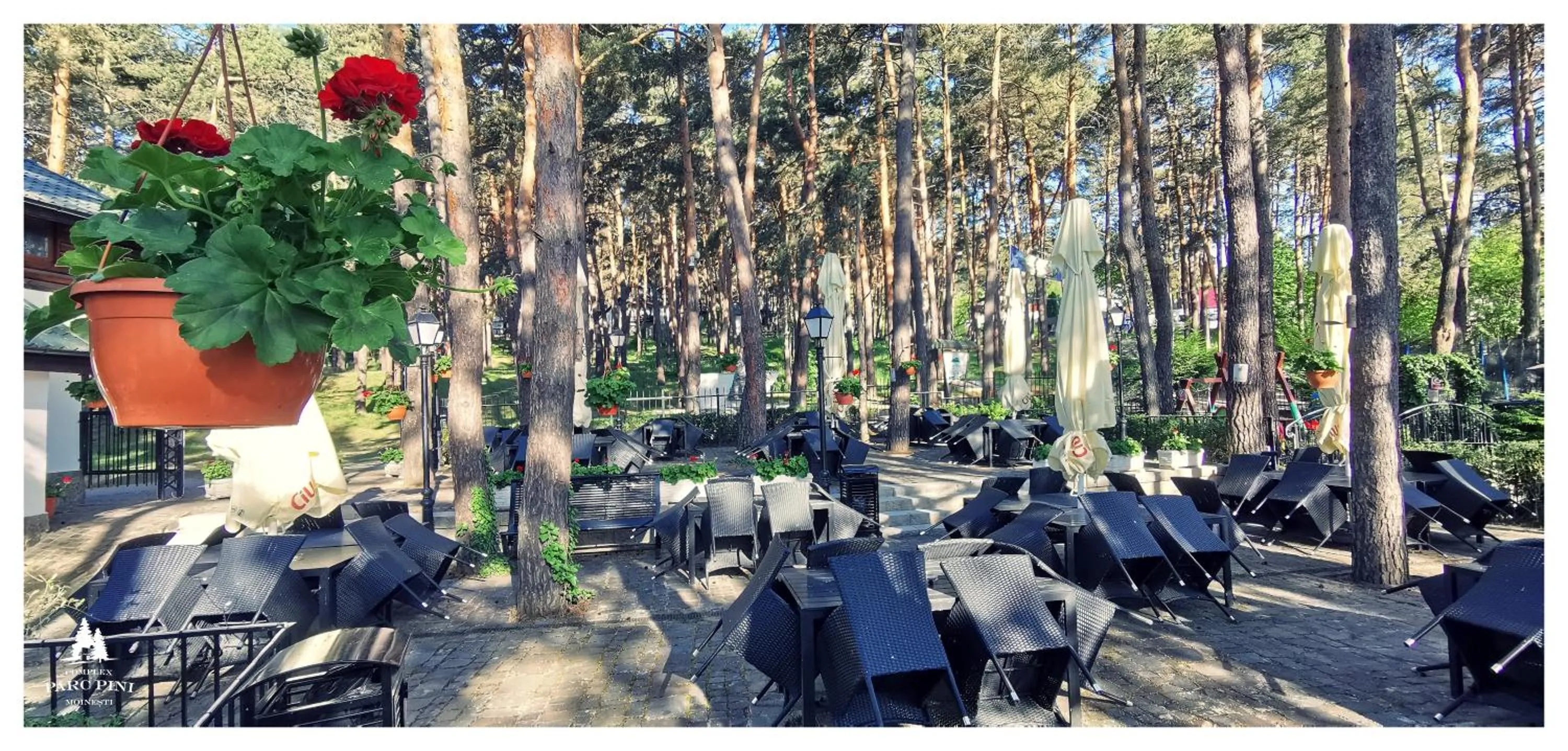 Complex Parc Pini Moinesti