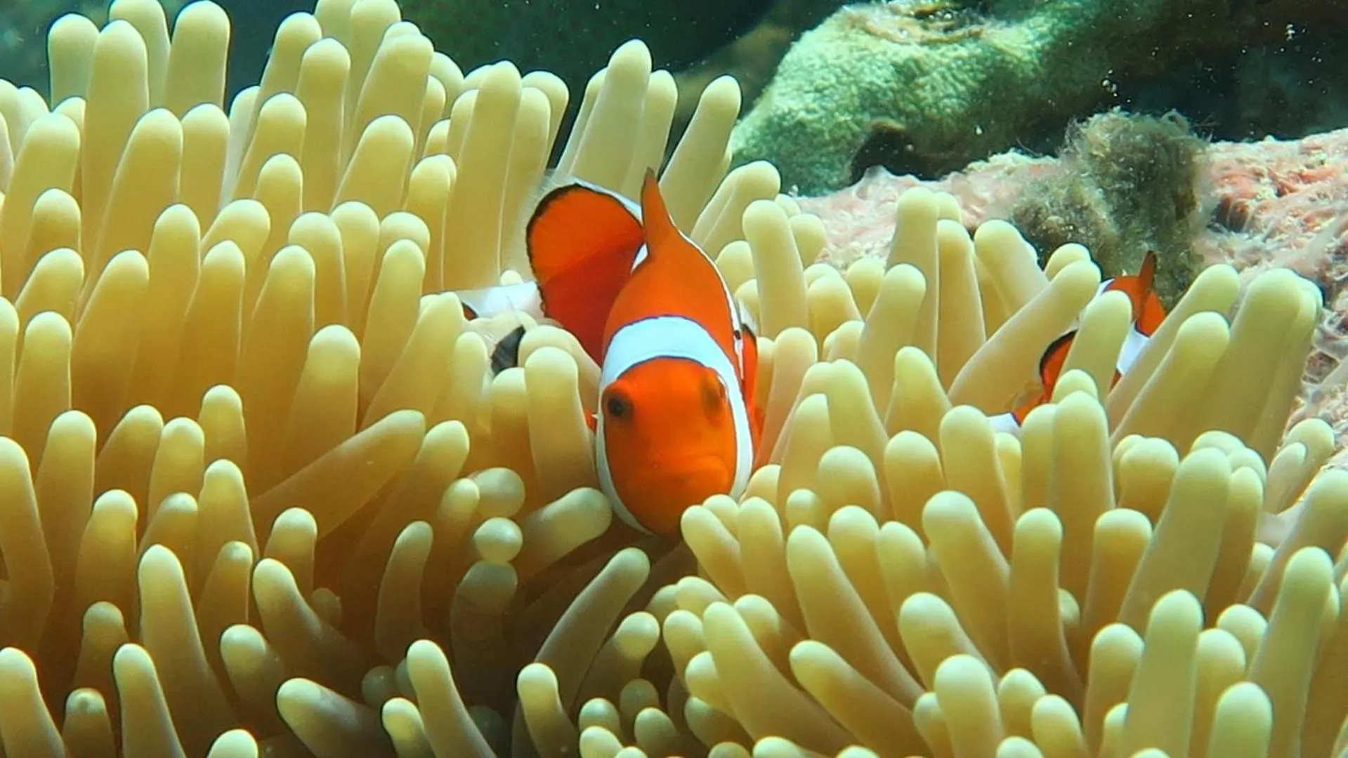 Chindonan Dive and Beach Resort