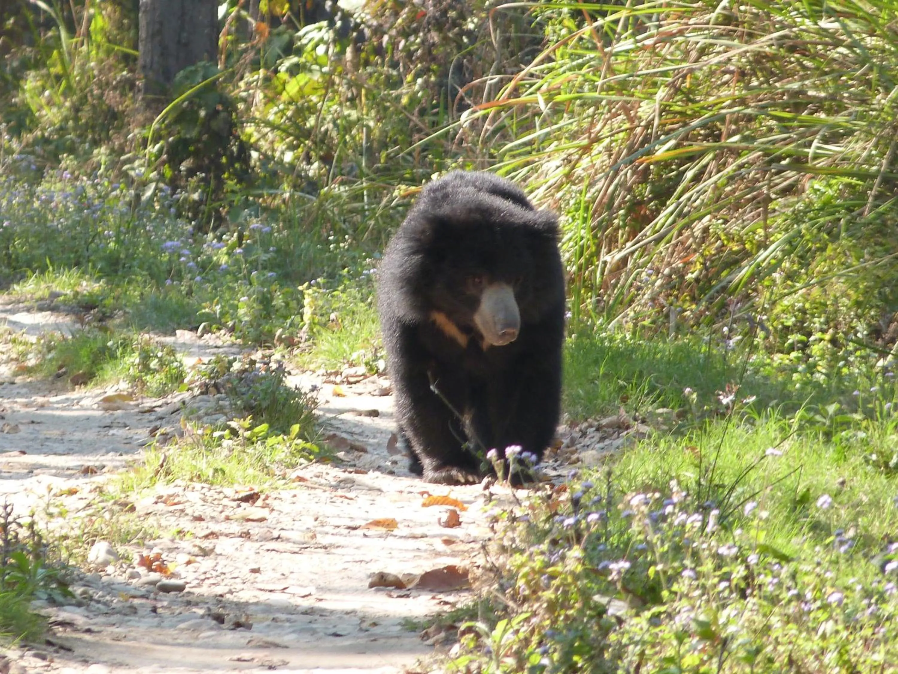 Activities in Rainbow Safari Resort