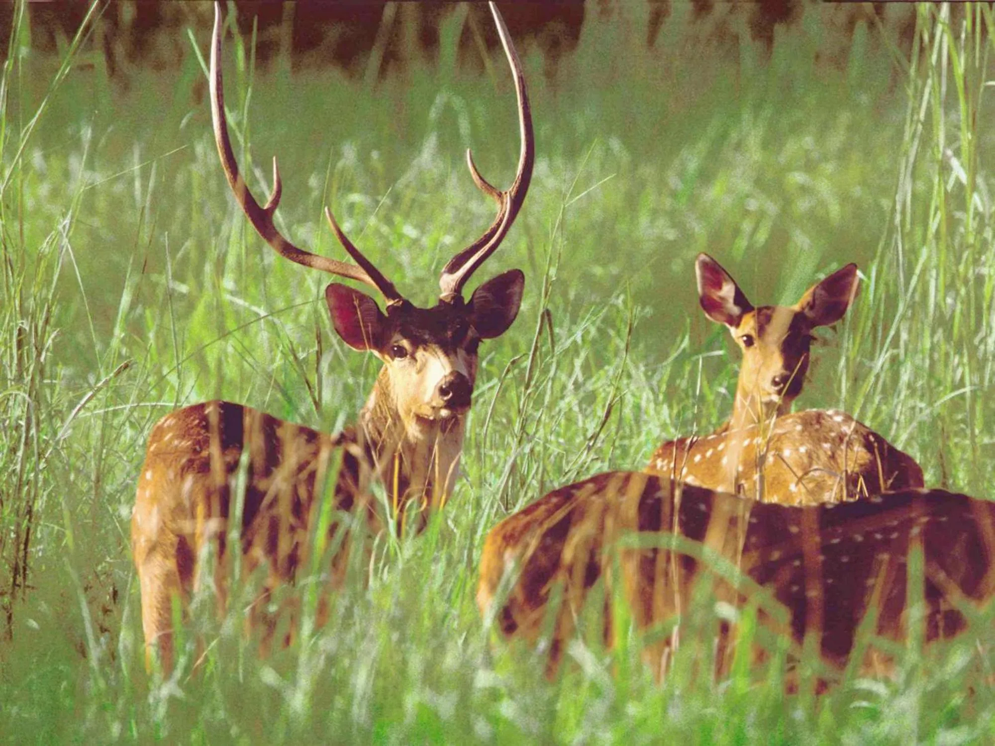 Activities in Rainbow Safari Resort