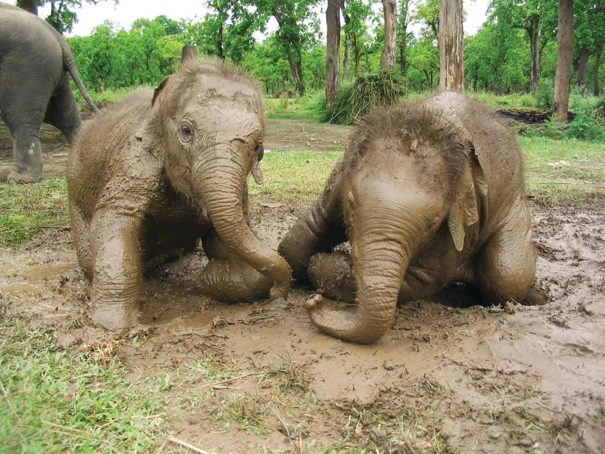Animals in Rainbow Safari Resort