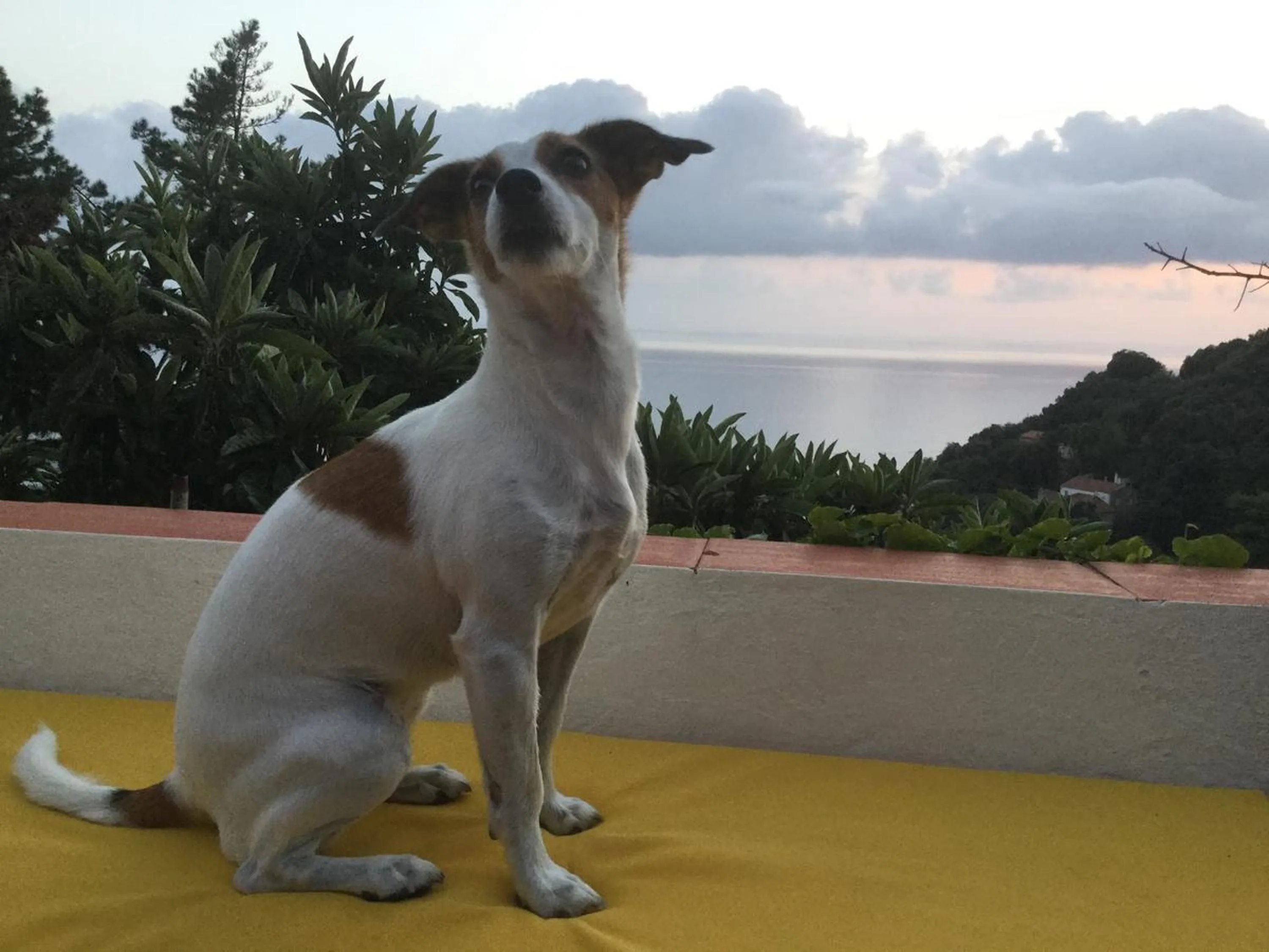 Pets in B&B Le Tre Casette