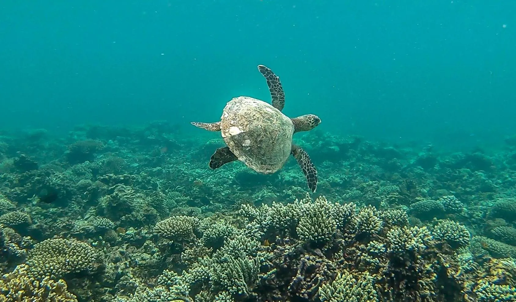 Snorkeling in Mantasaly Resort