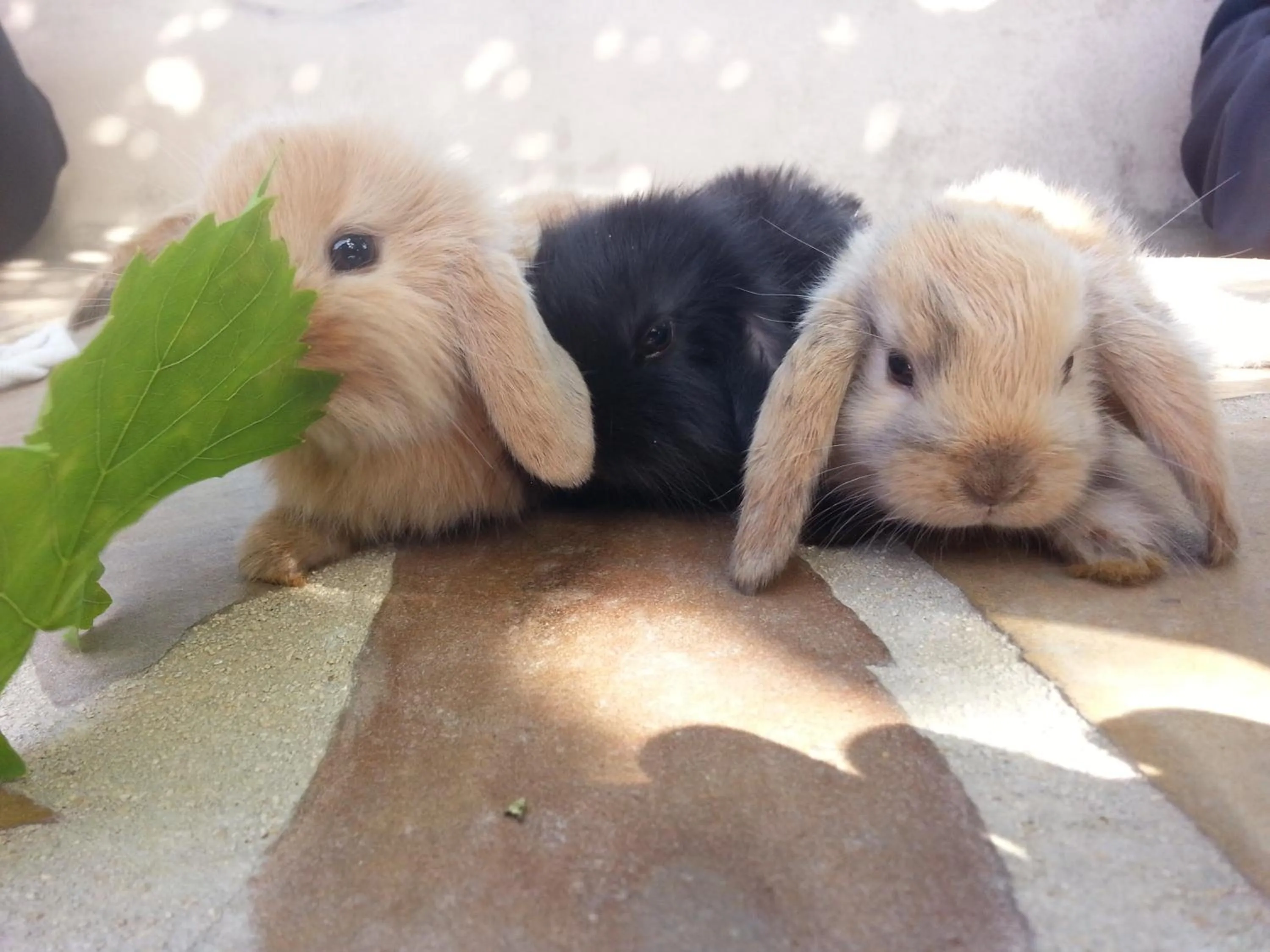 Pets in B&B Antica Botte Sassari