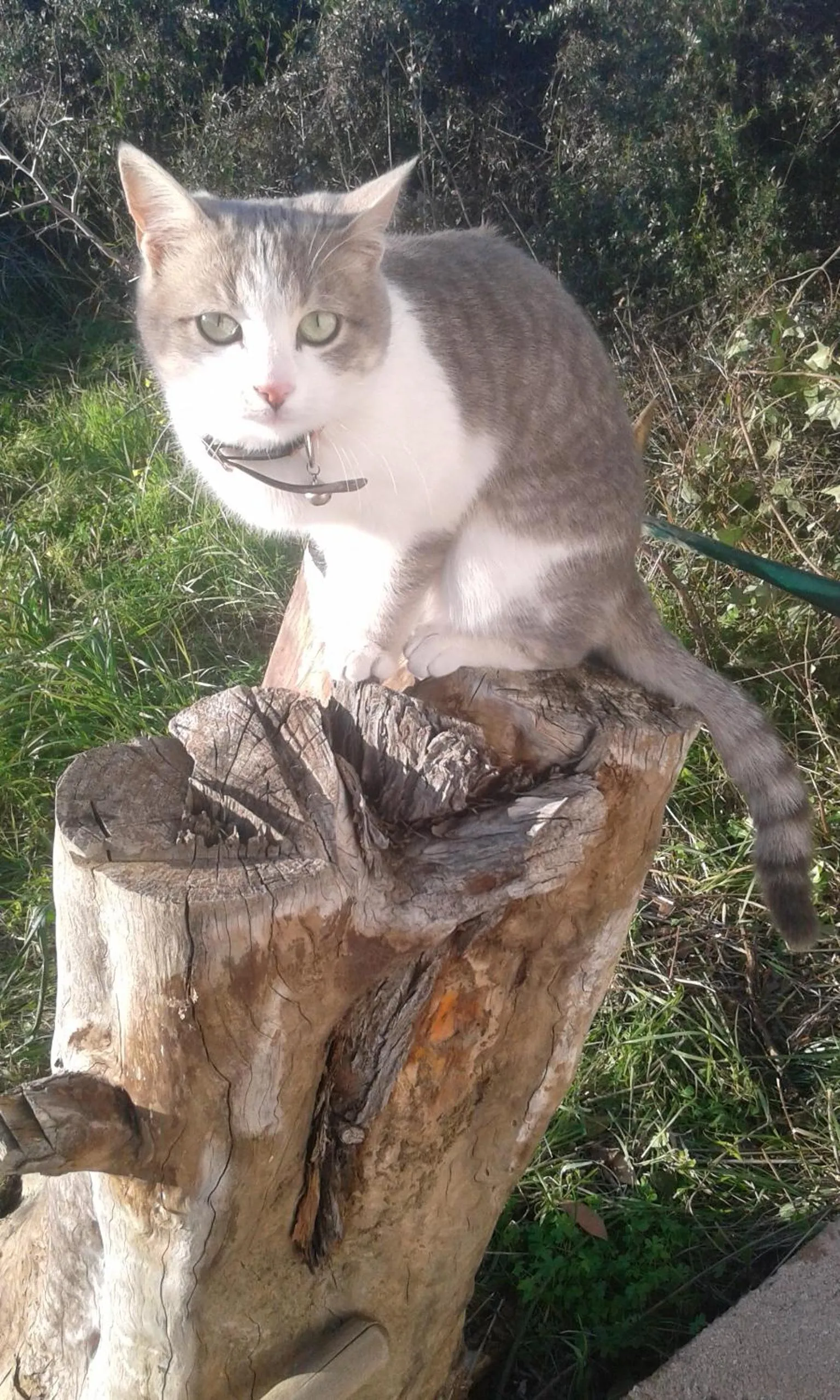 Animals in B&B Antica Botte Sassari