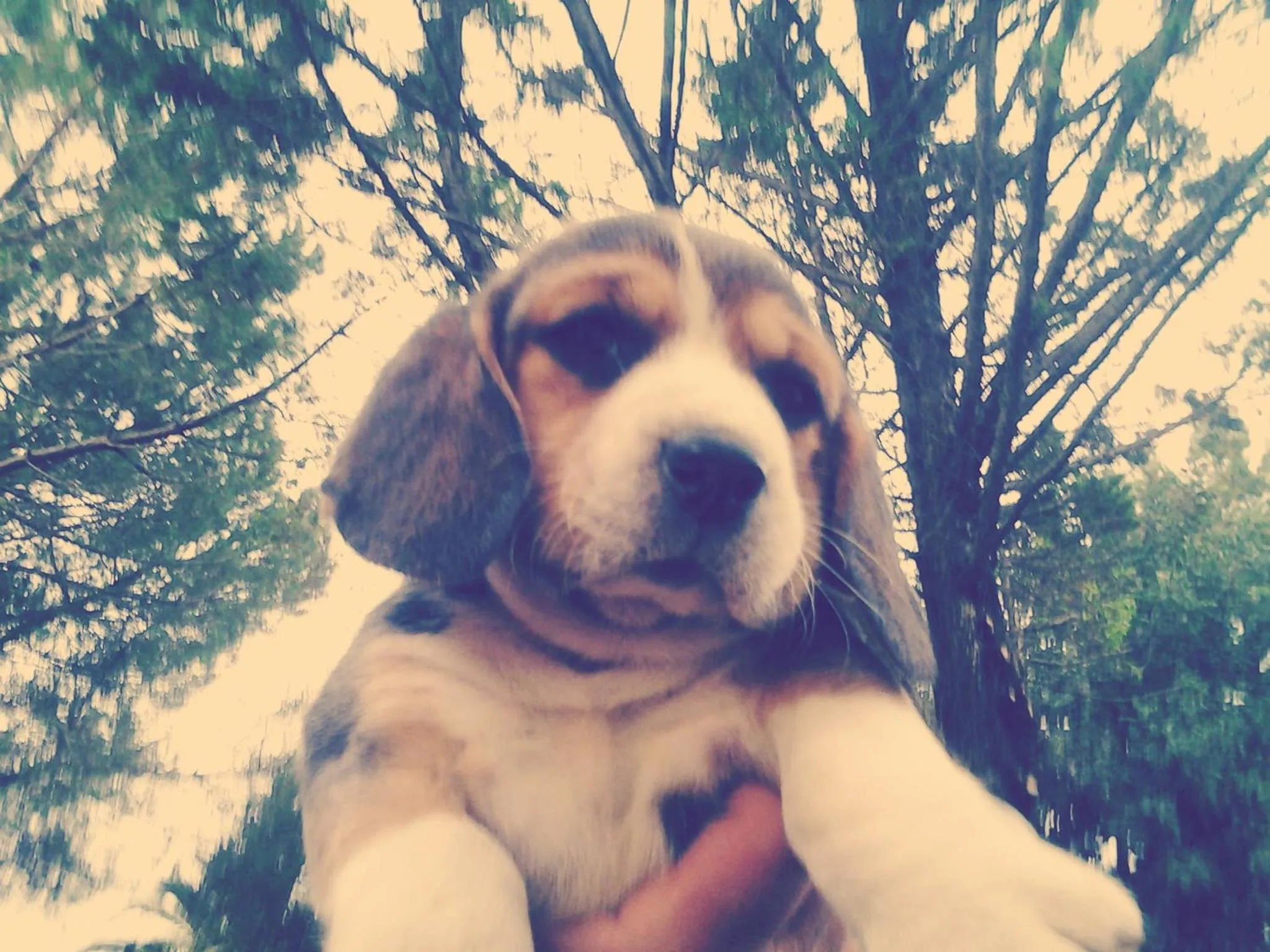 Animals in B&B Antica Botte Sassari