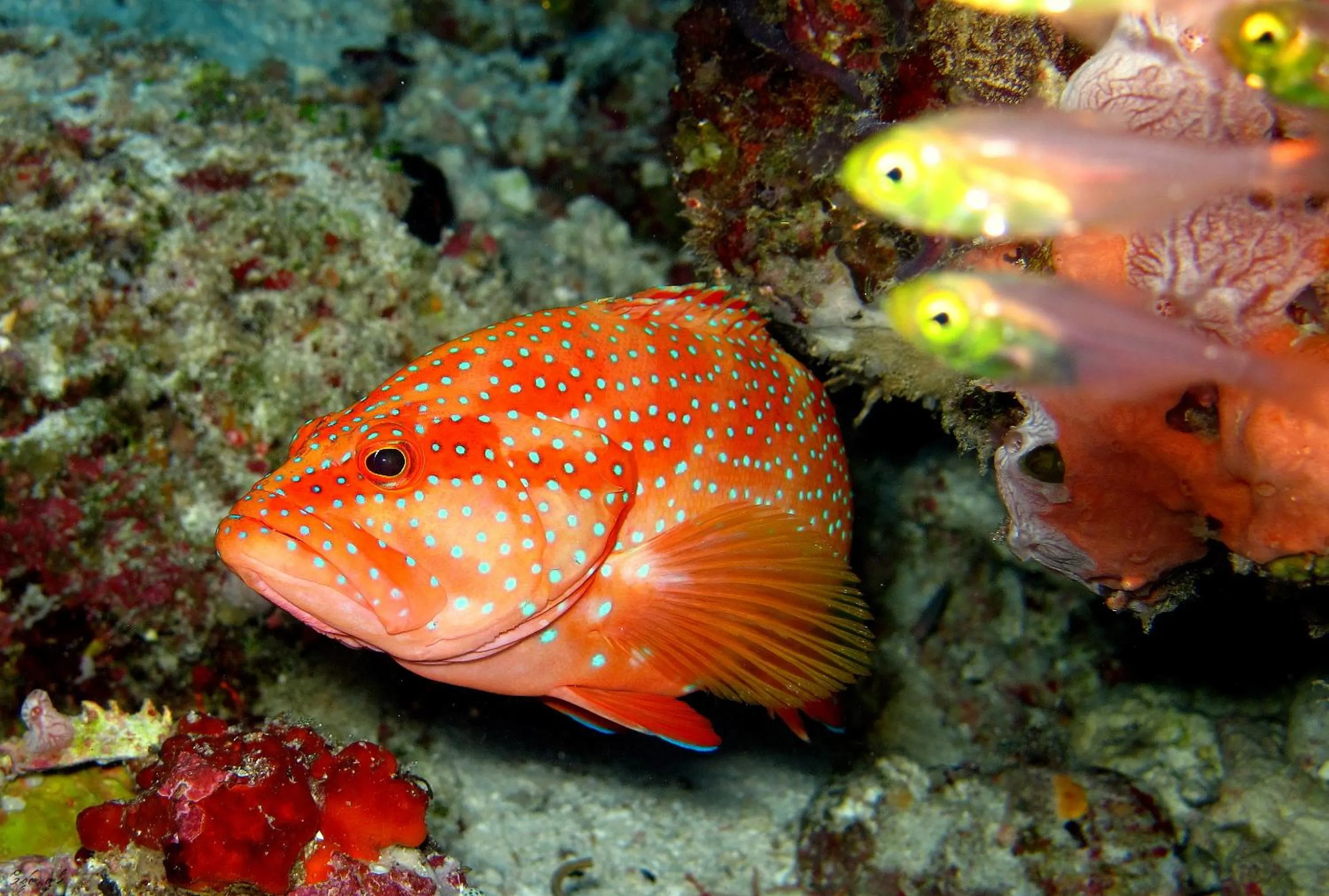 Animals in Eriyadu Island Resort