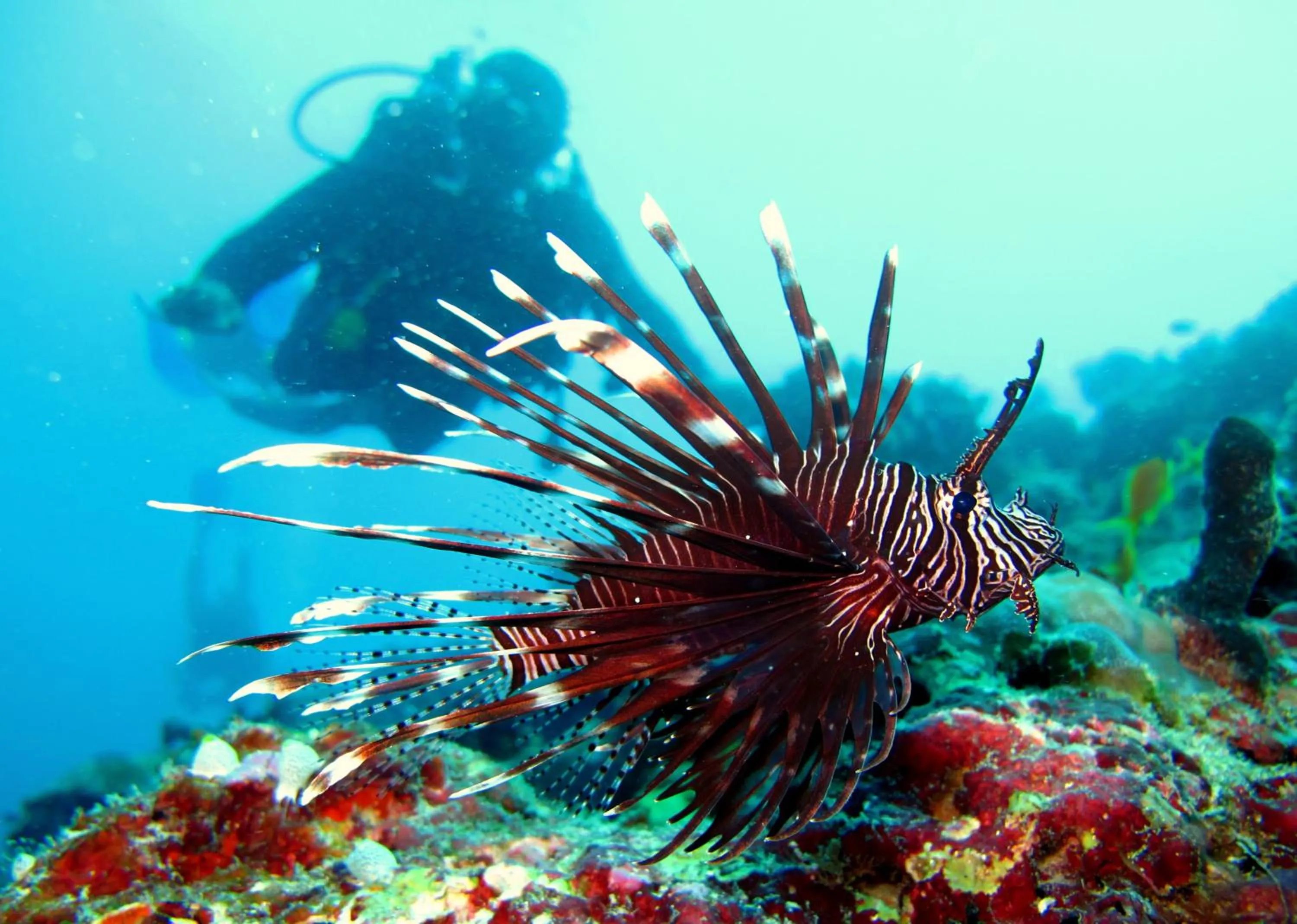 Animals in Eriyadu Island Resort