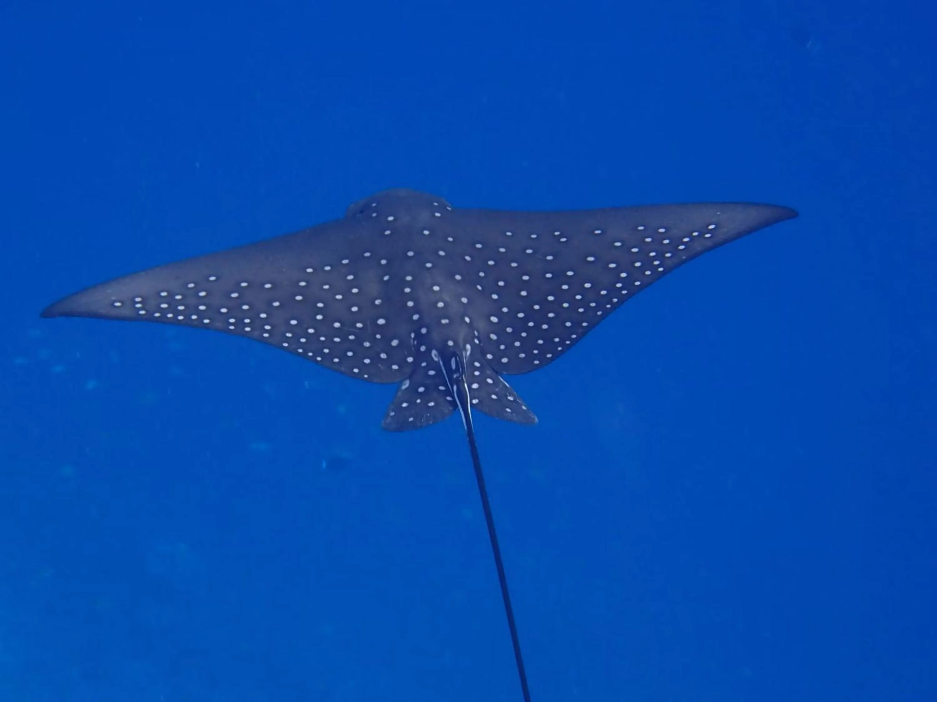 Diving in Eriyadu Island Resort