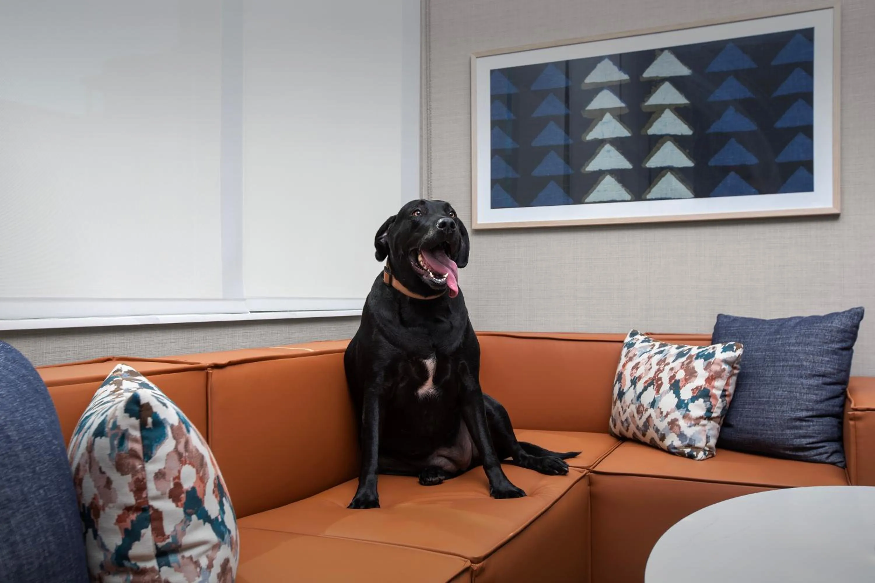 pet friendly in Homewood Suites By Hilton Portsmouth Downtown