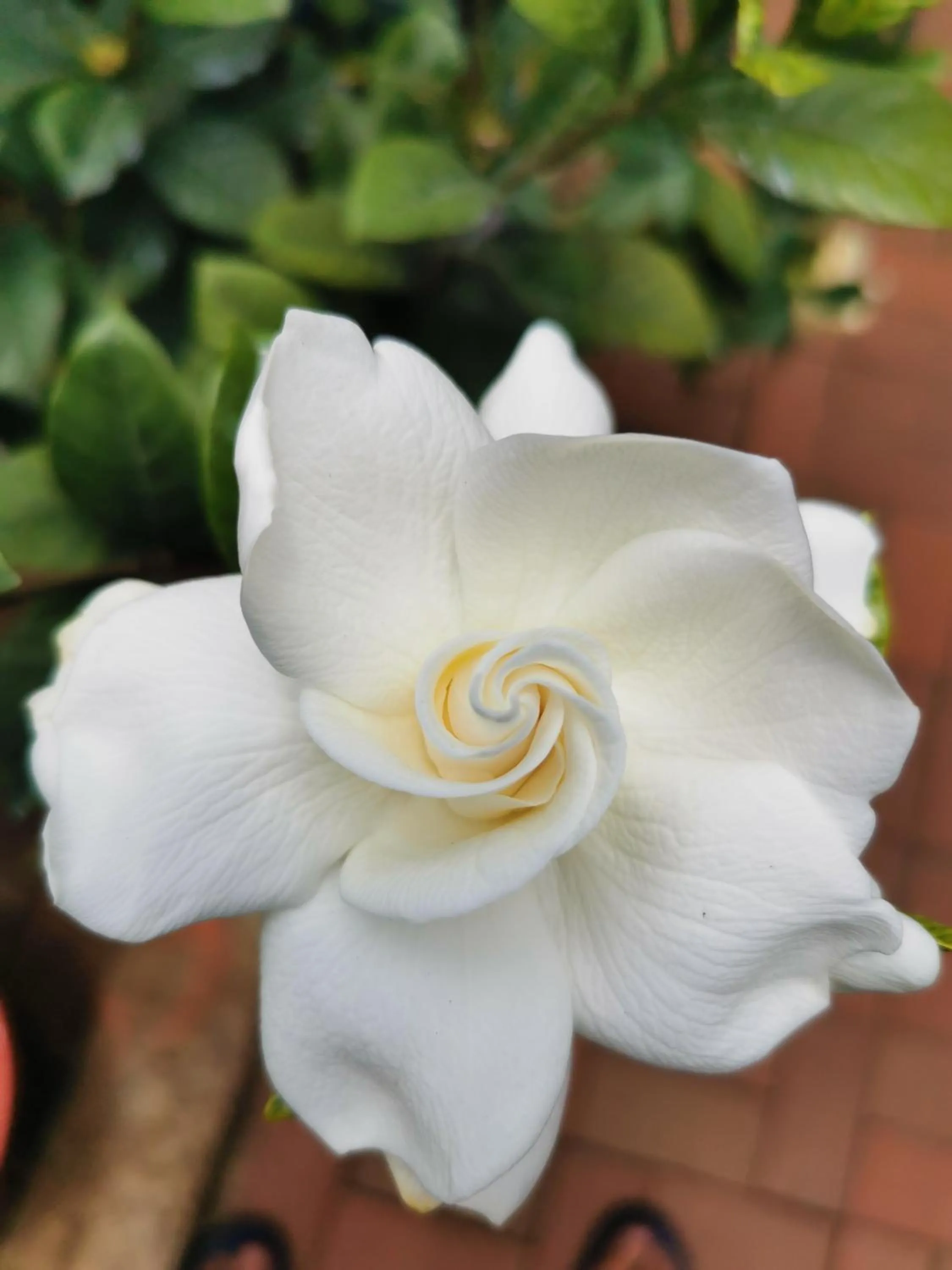 Garden in La Casa De Mi Sub