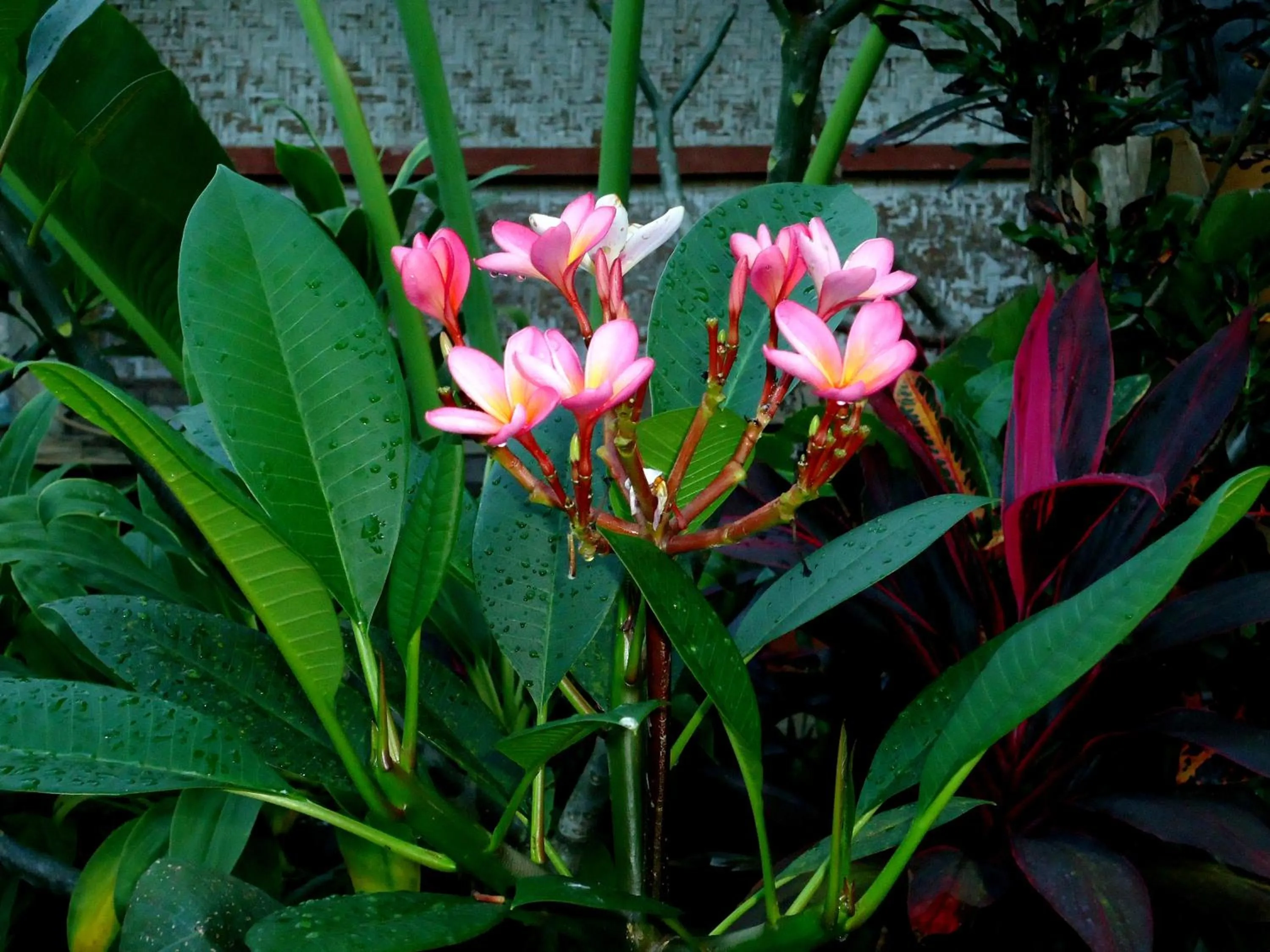 Garden in Dewa Put Guest House