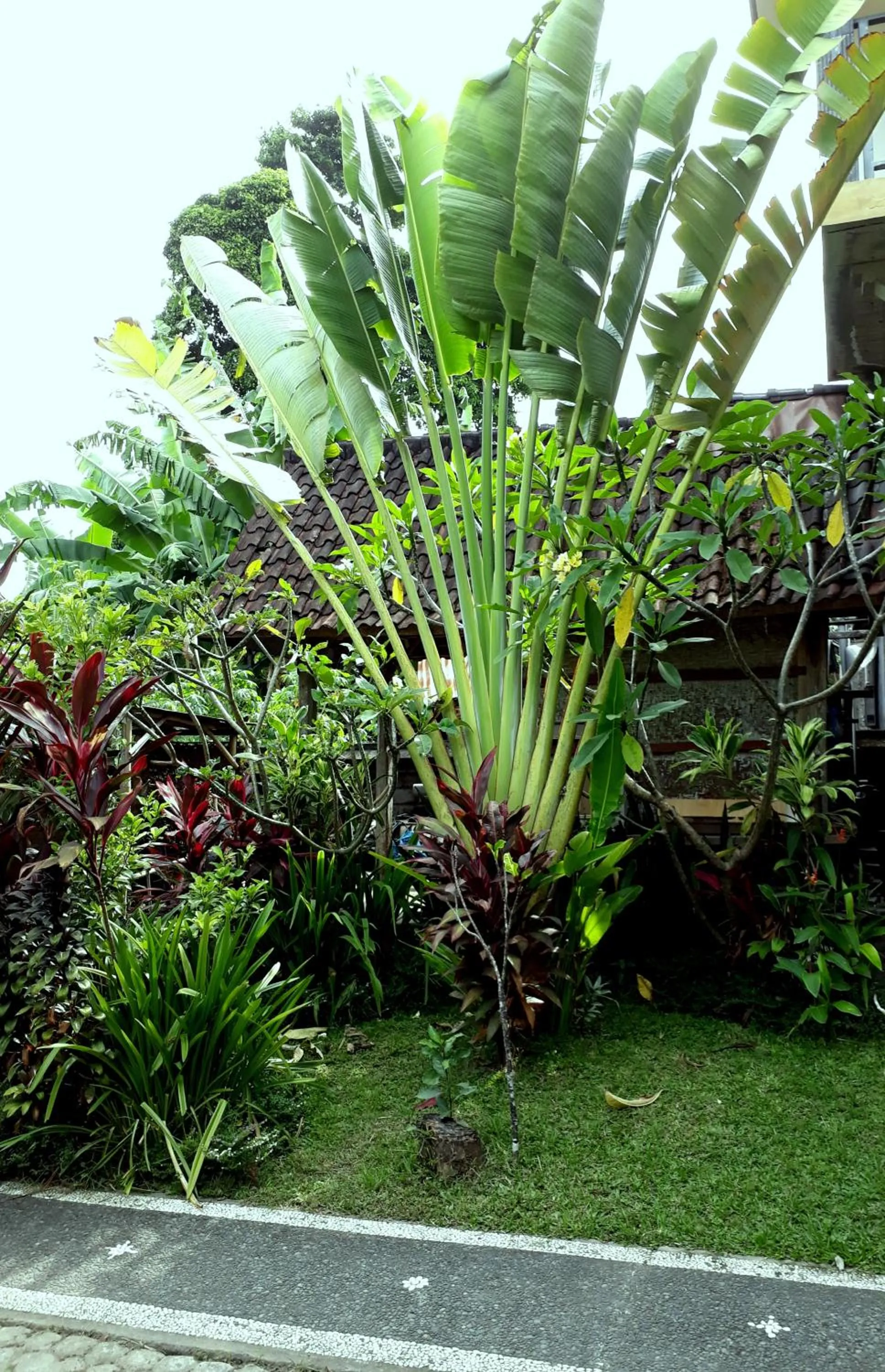 Garden in Dewa Put Guest House