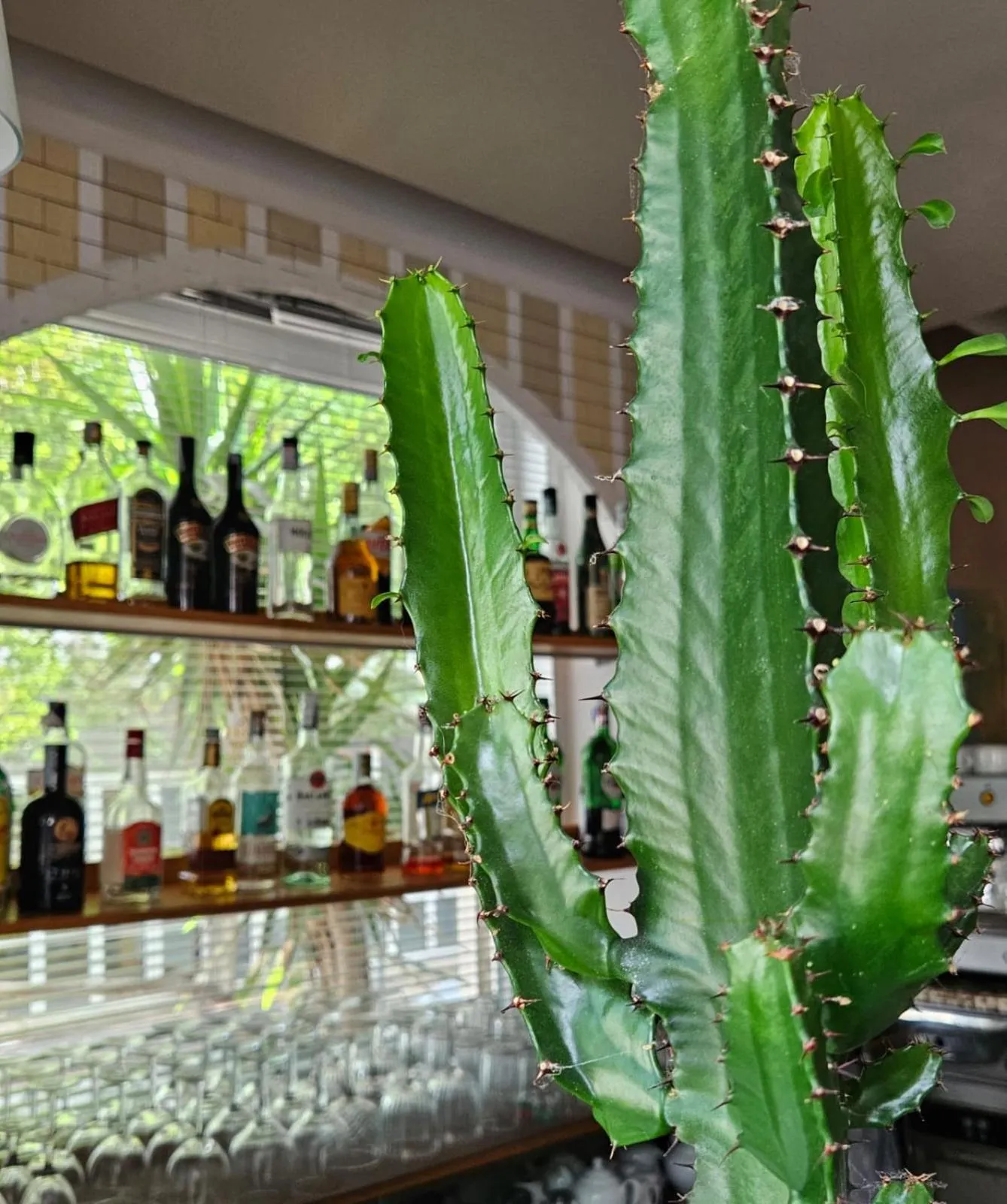 Lounge or bar in Hotel Corallo Garnì