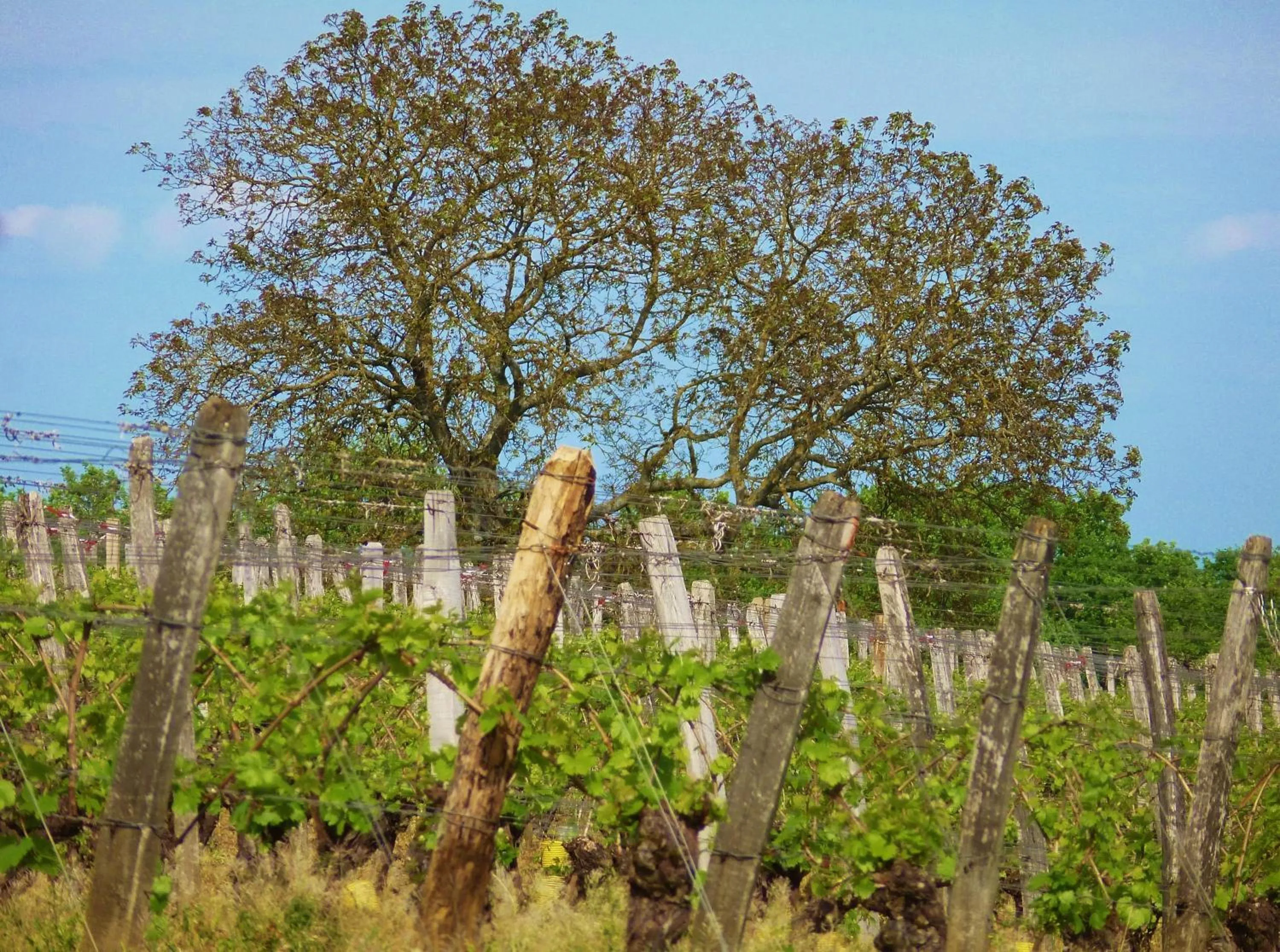 Spring in Domaine Joseph LAFARGE Wine Resort Oeno-tonneaux expérience