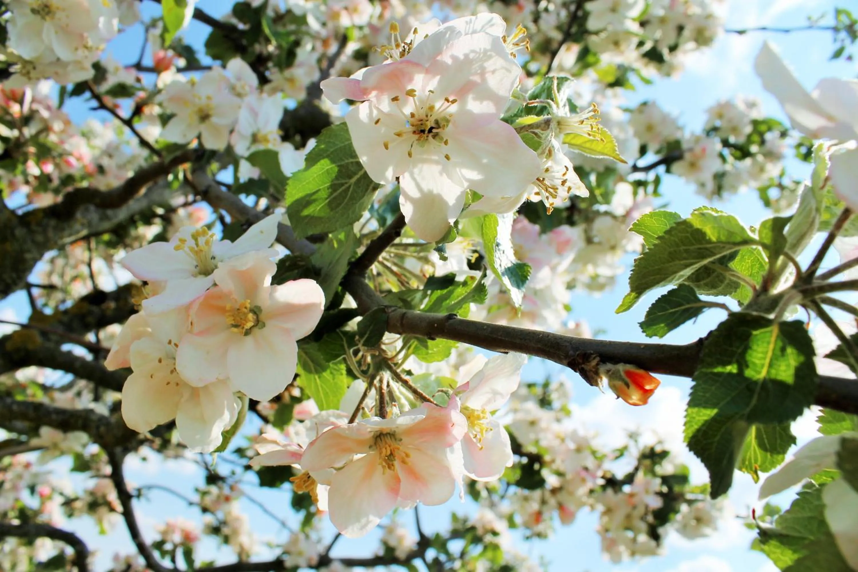 Garden in Domaine Joseph LAFARGE Wine Resort Oeno-tonneaux expérience