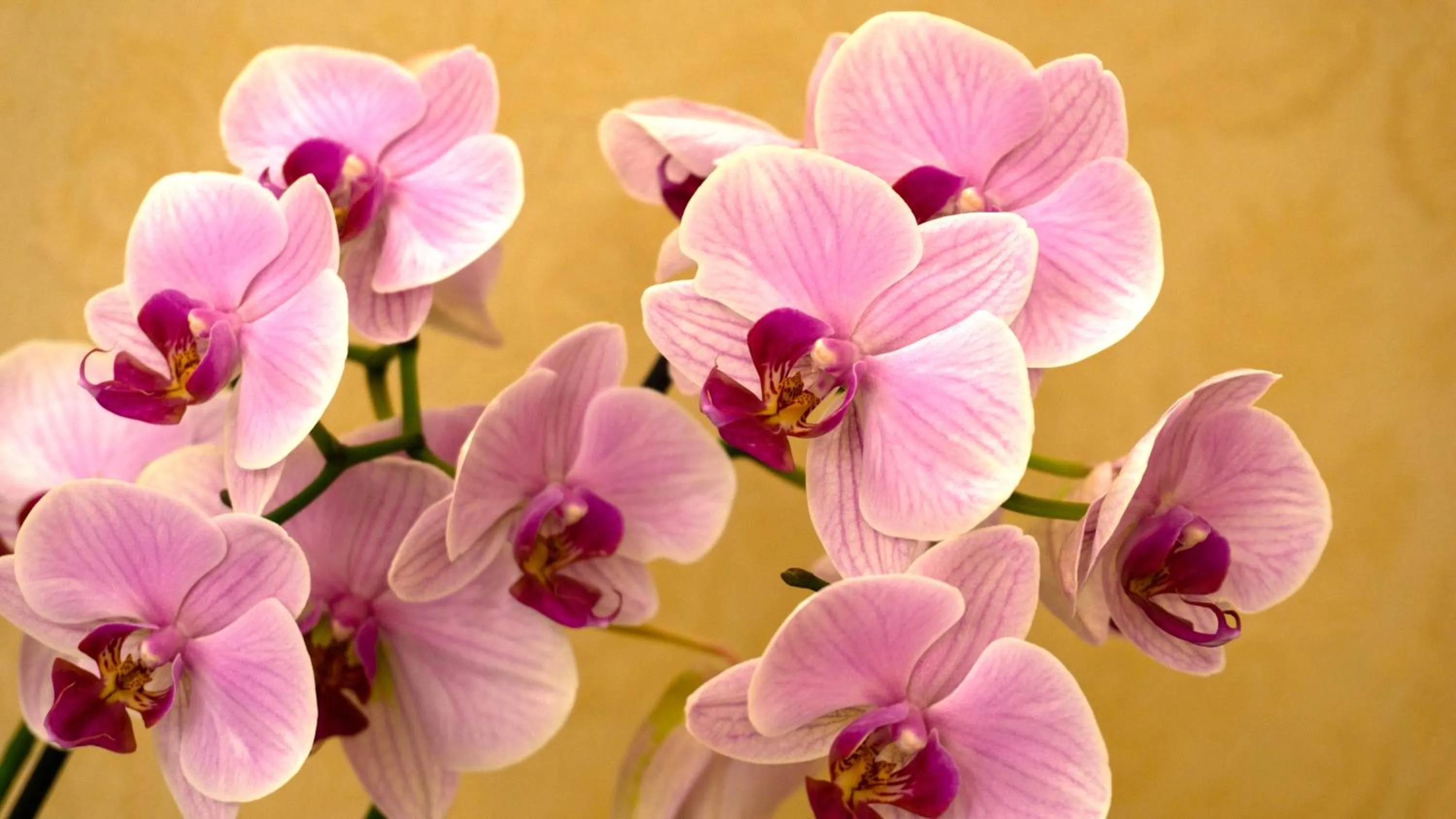 Arrandale Guest House