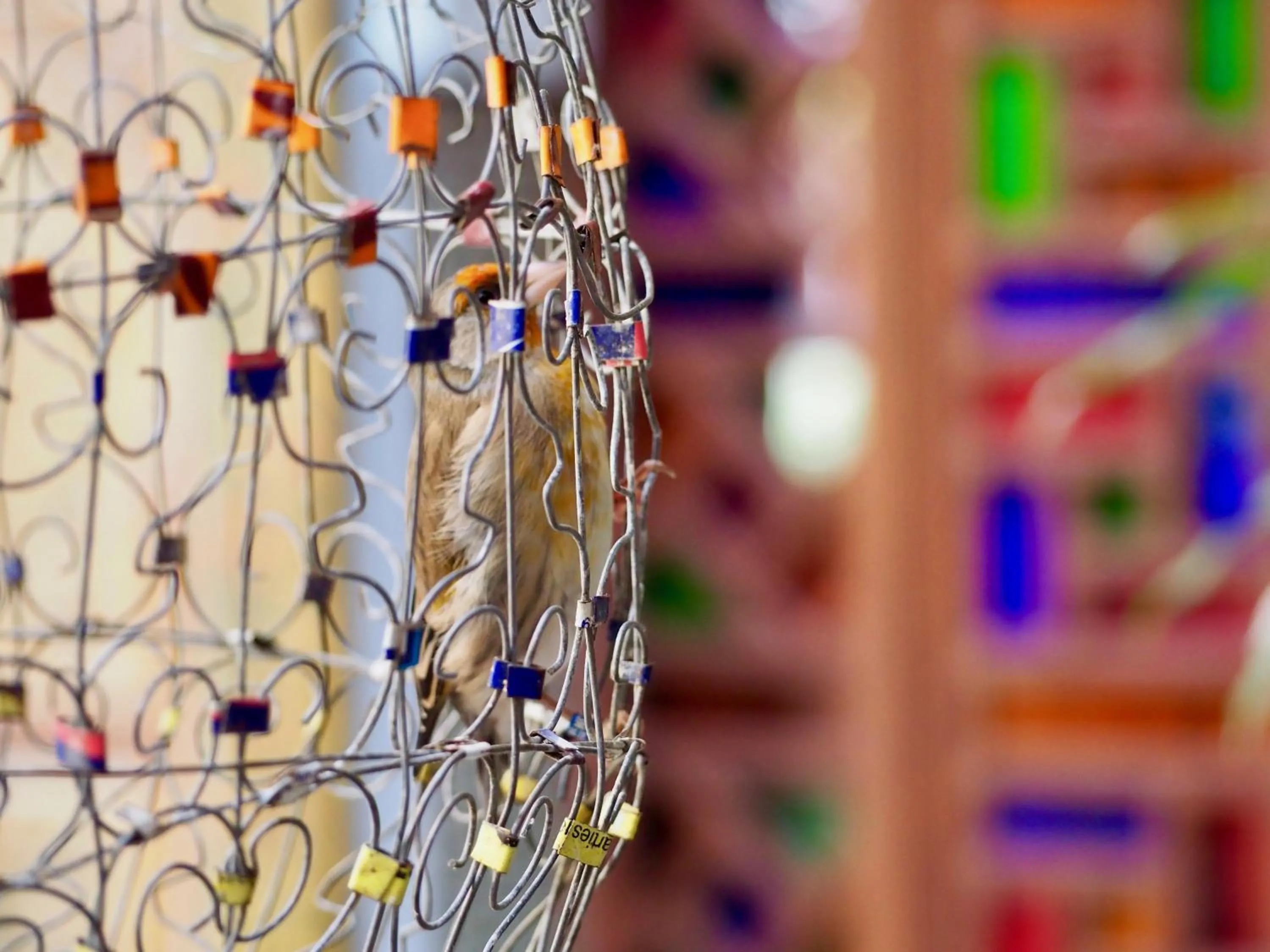 Decorative detail in Riad Toyour- Riad of birds