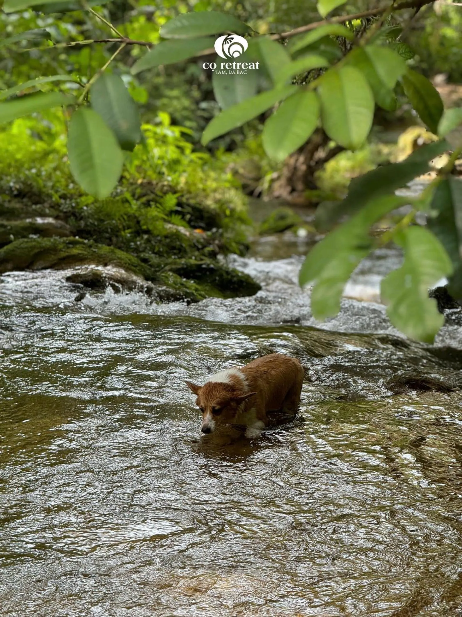Animals in Cọ Retreat Da Bac