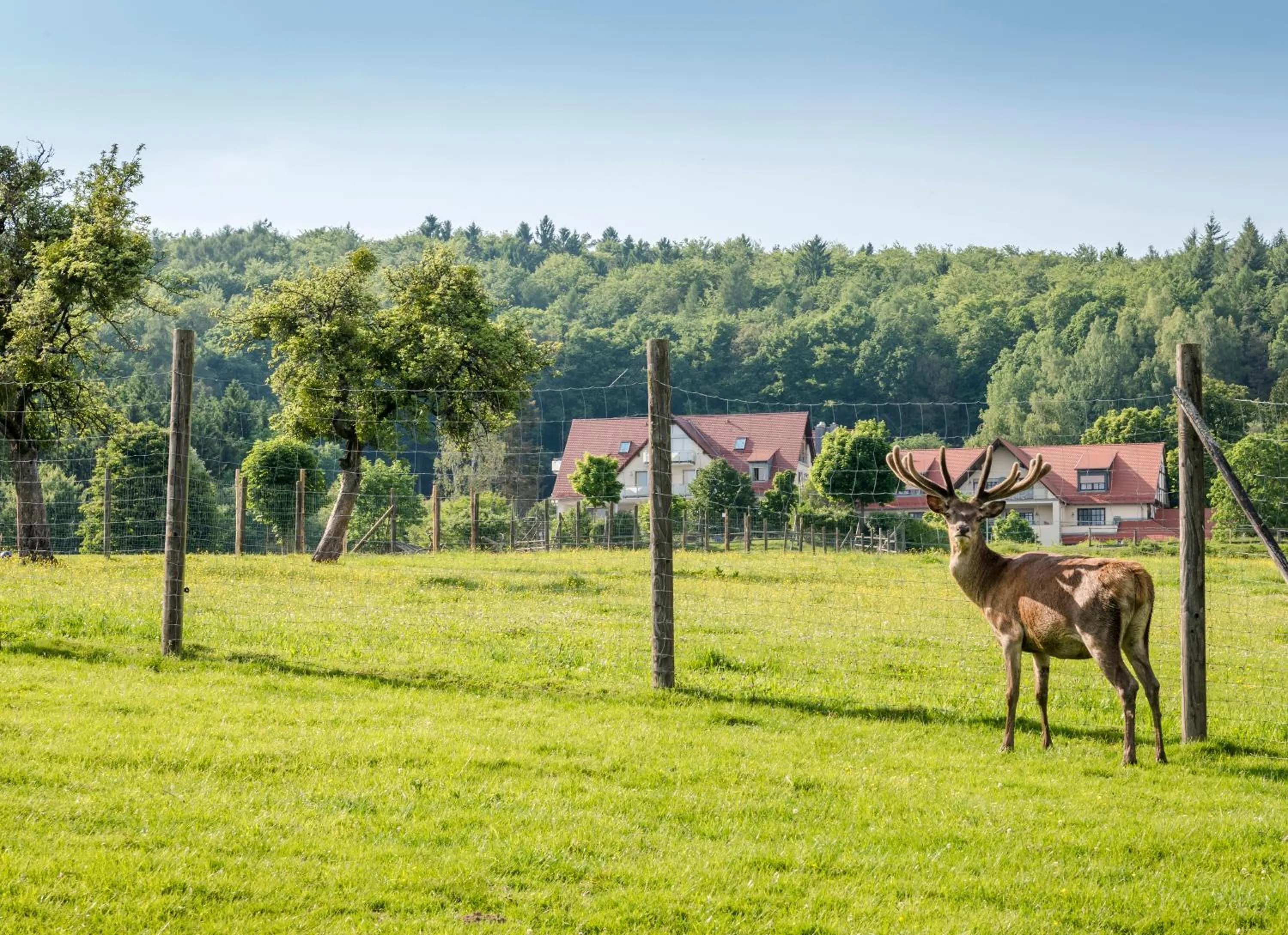 Garden in Landhotel Heimathenhof