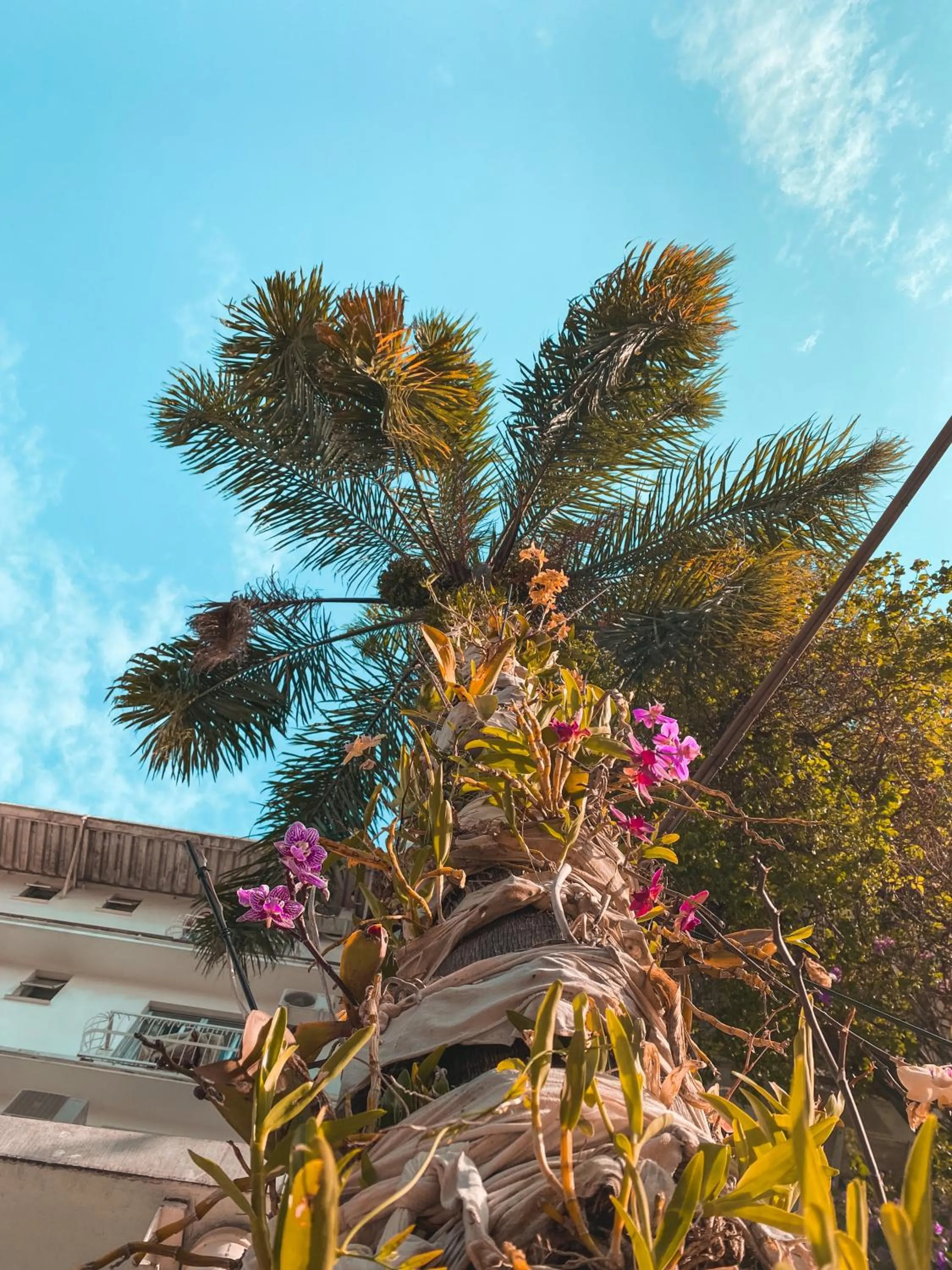 Garden in Hotel Appel