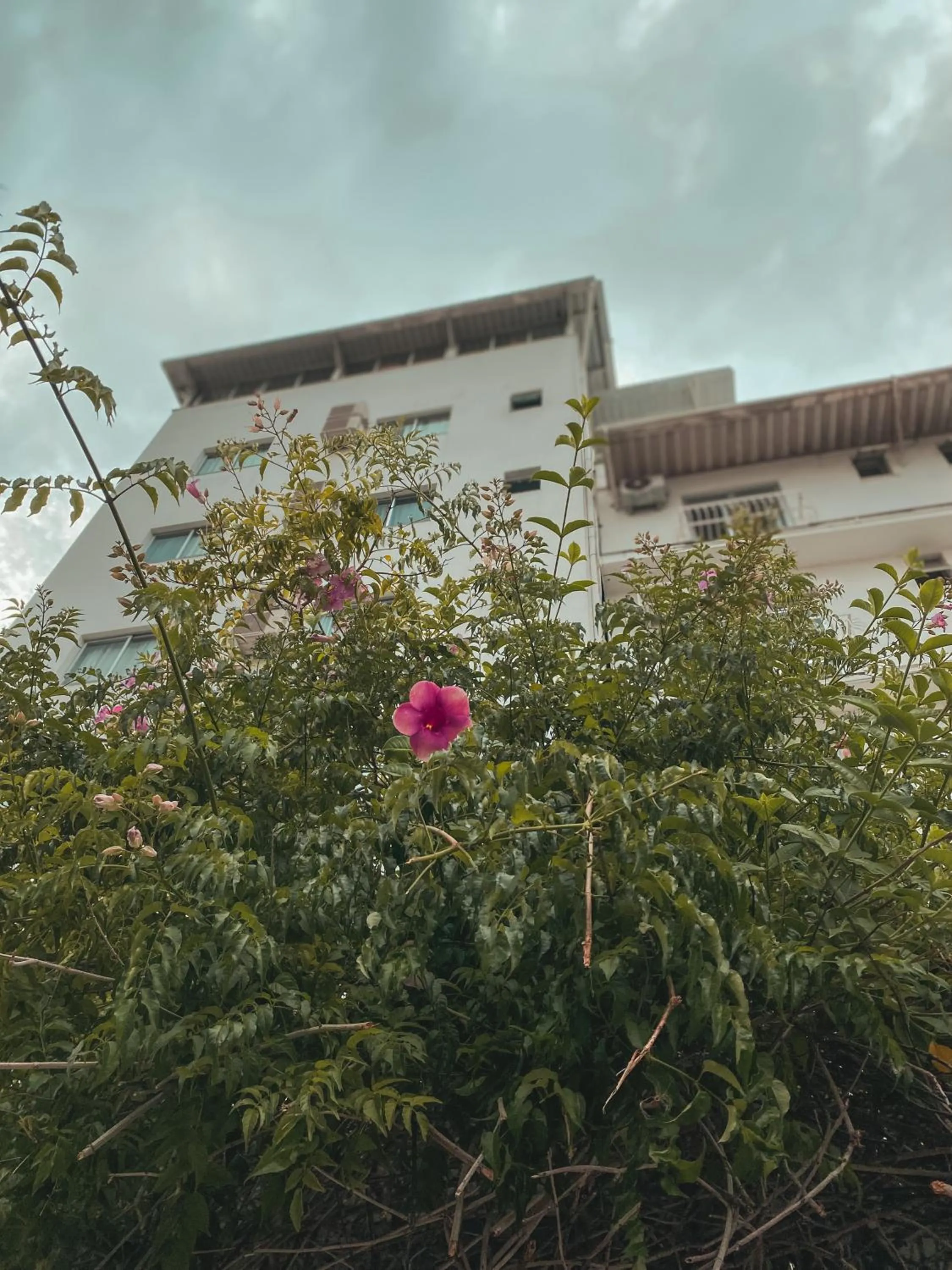 Garden in Hotel Appel