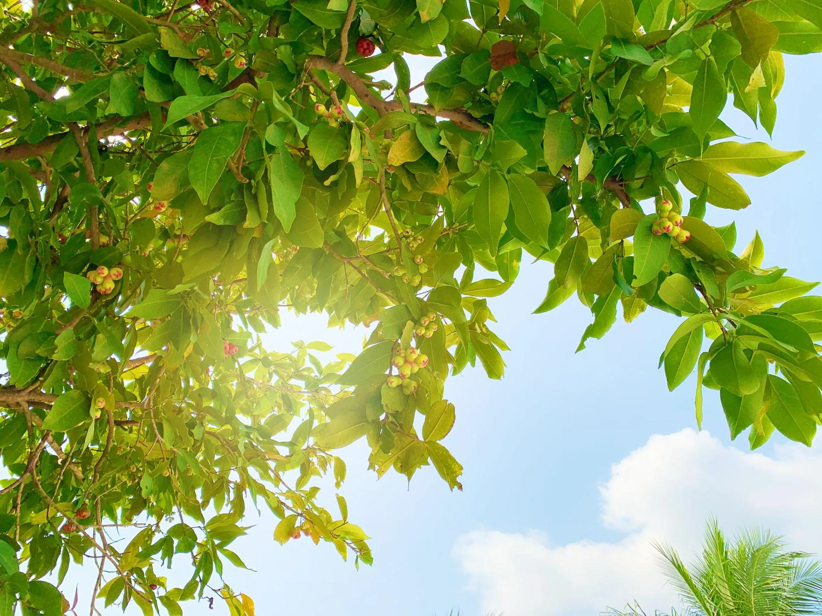 Garden in Ben Tre Riverside Resort