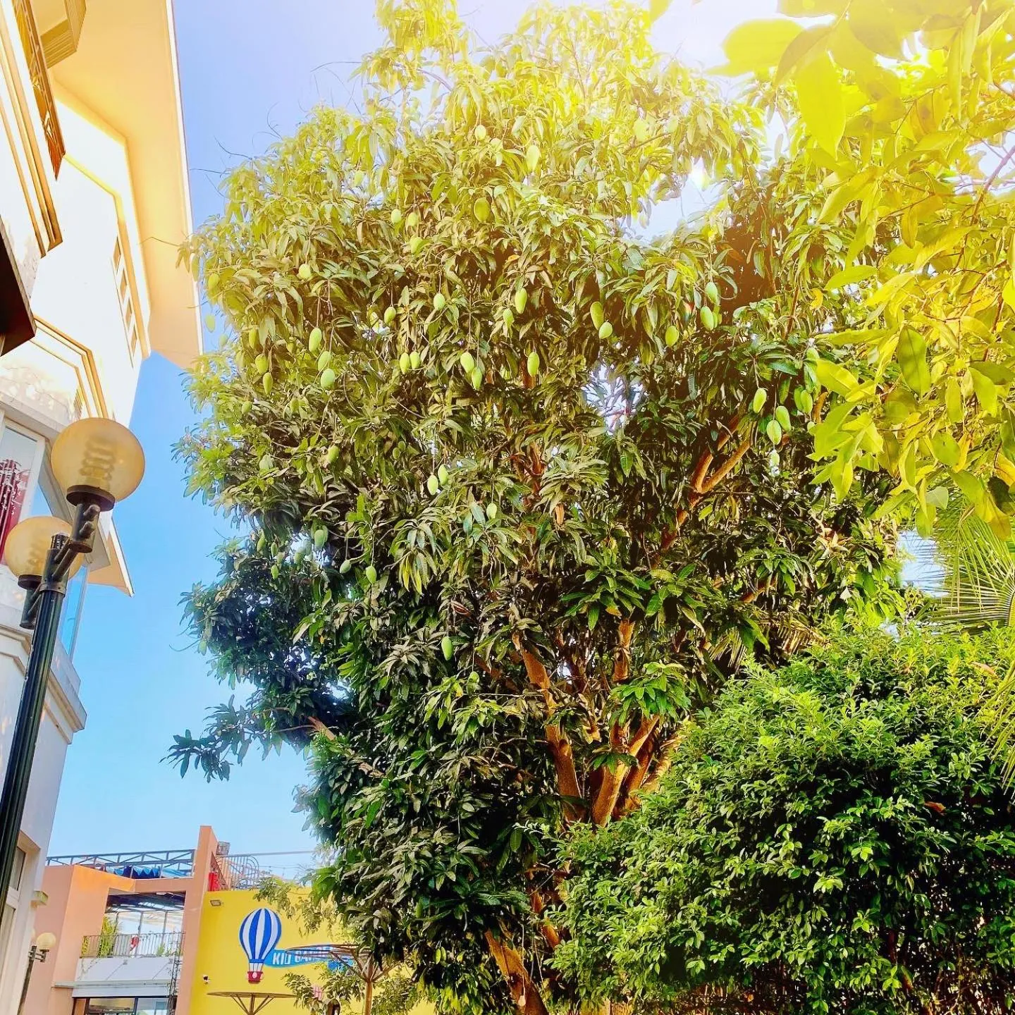 Garden in Ben Tre Riverside Resort
