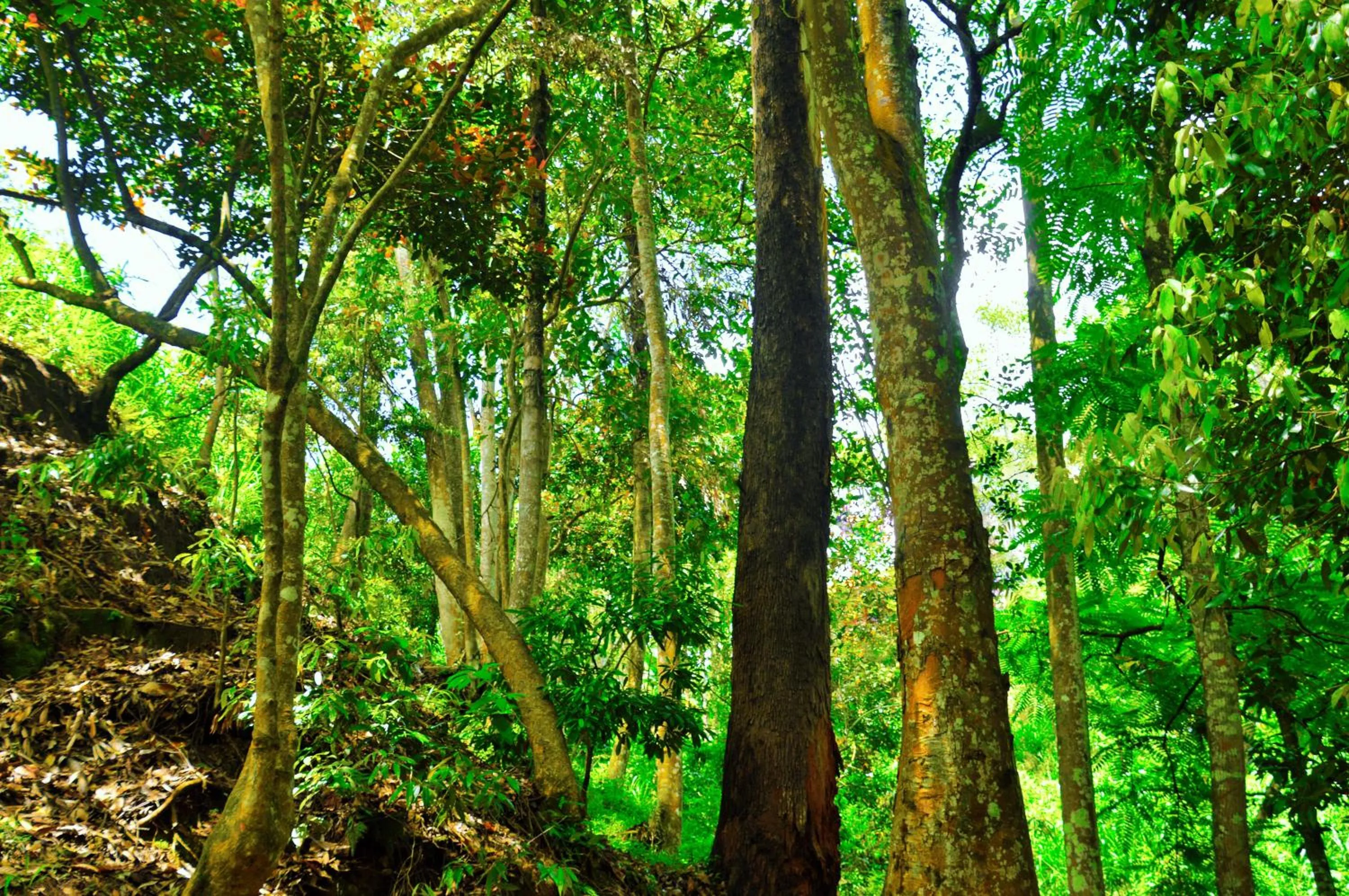 Garden view in Ella Green Cottages