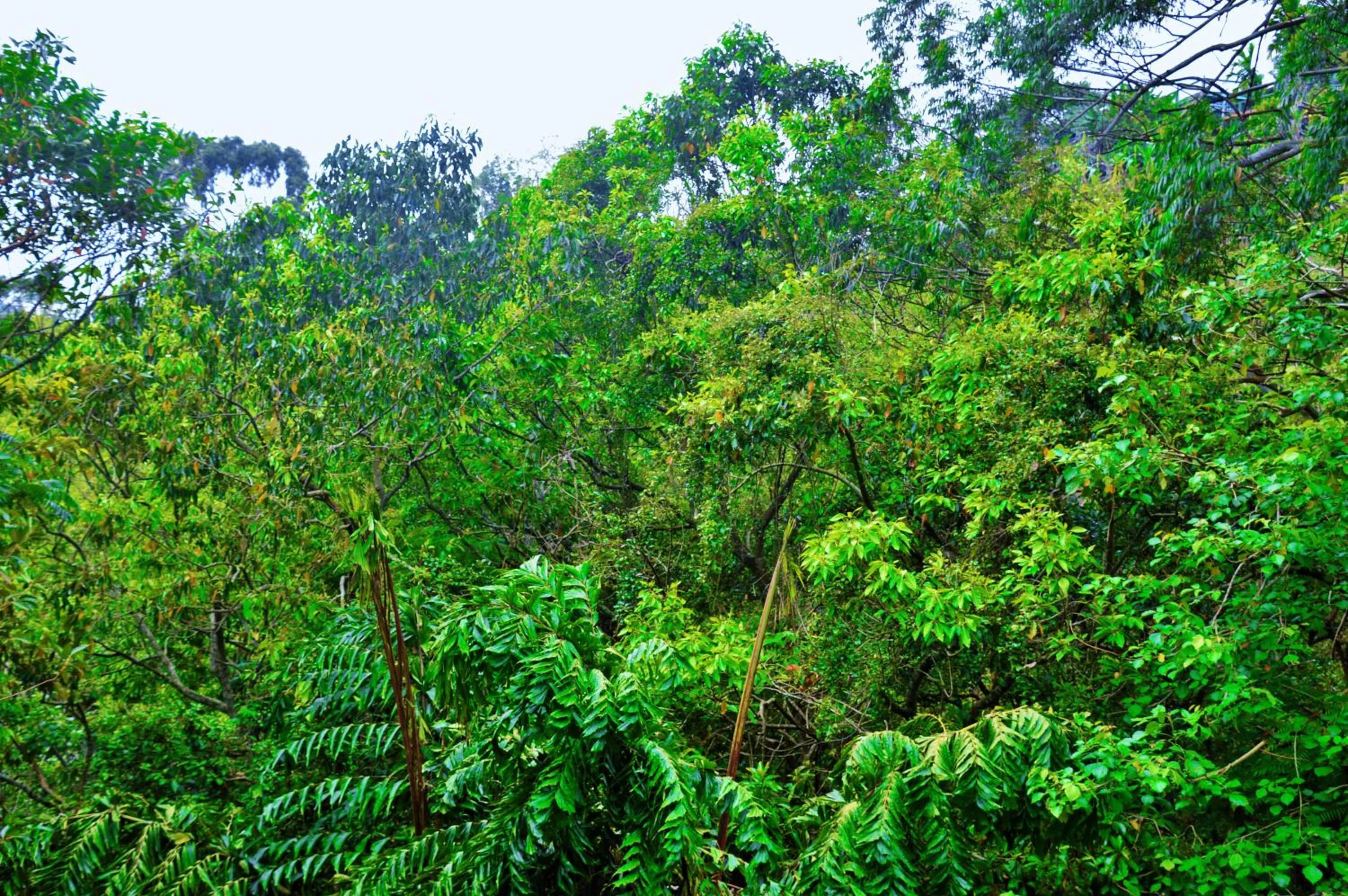 Natural landscape in Ella Green Cottages