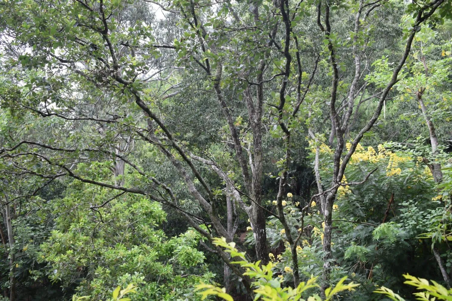 View (from property/room) in Ella Green Cottages