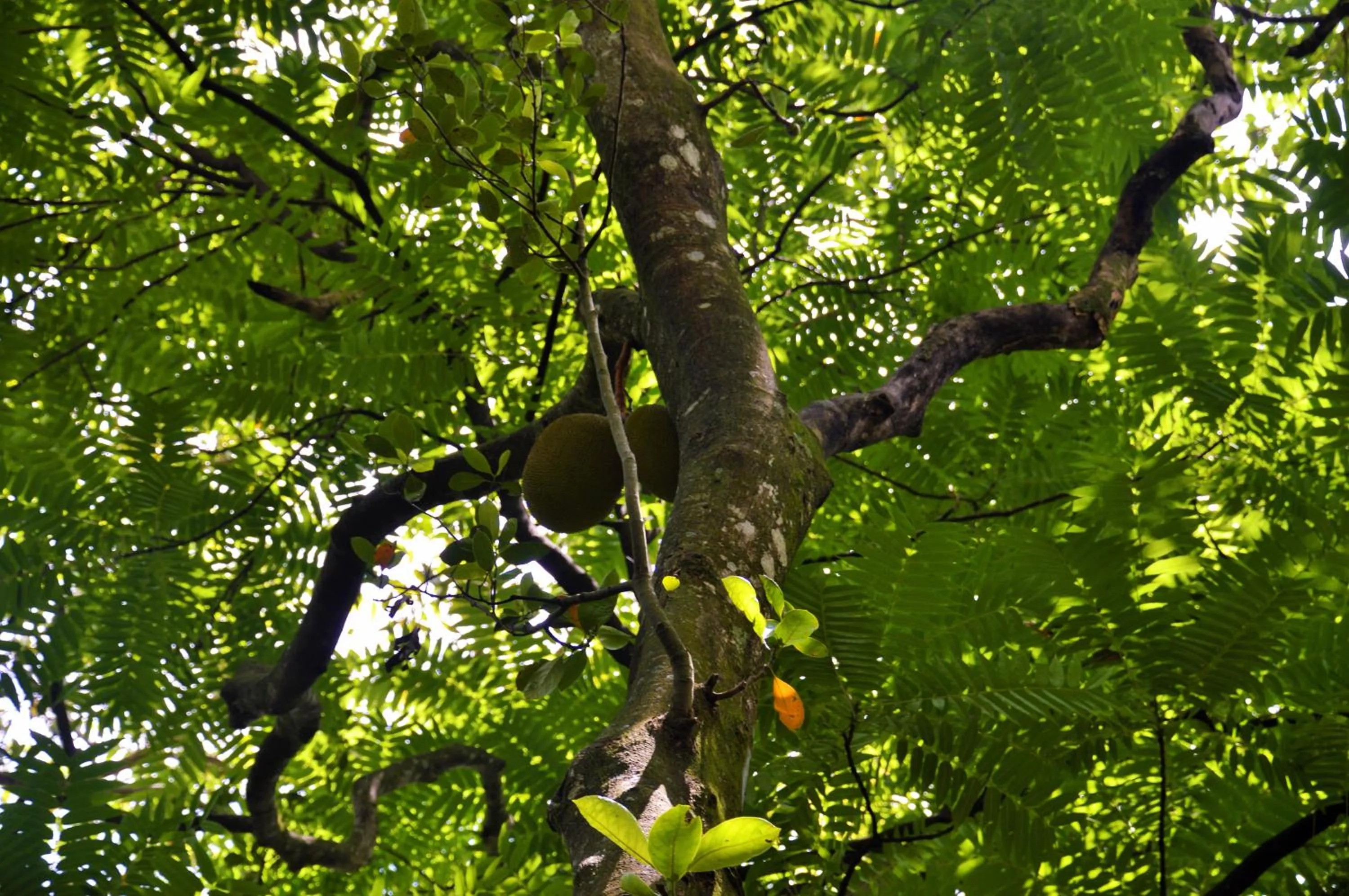 Garden in Ella Green Cottages