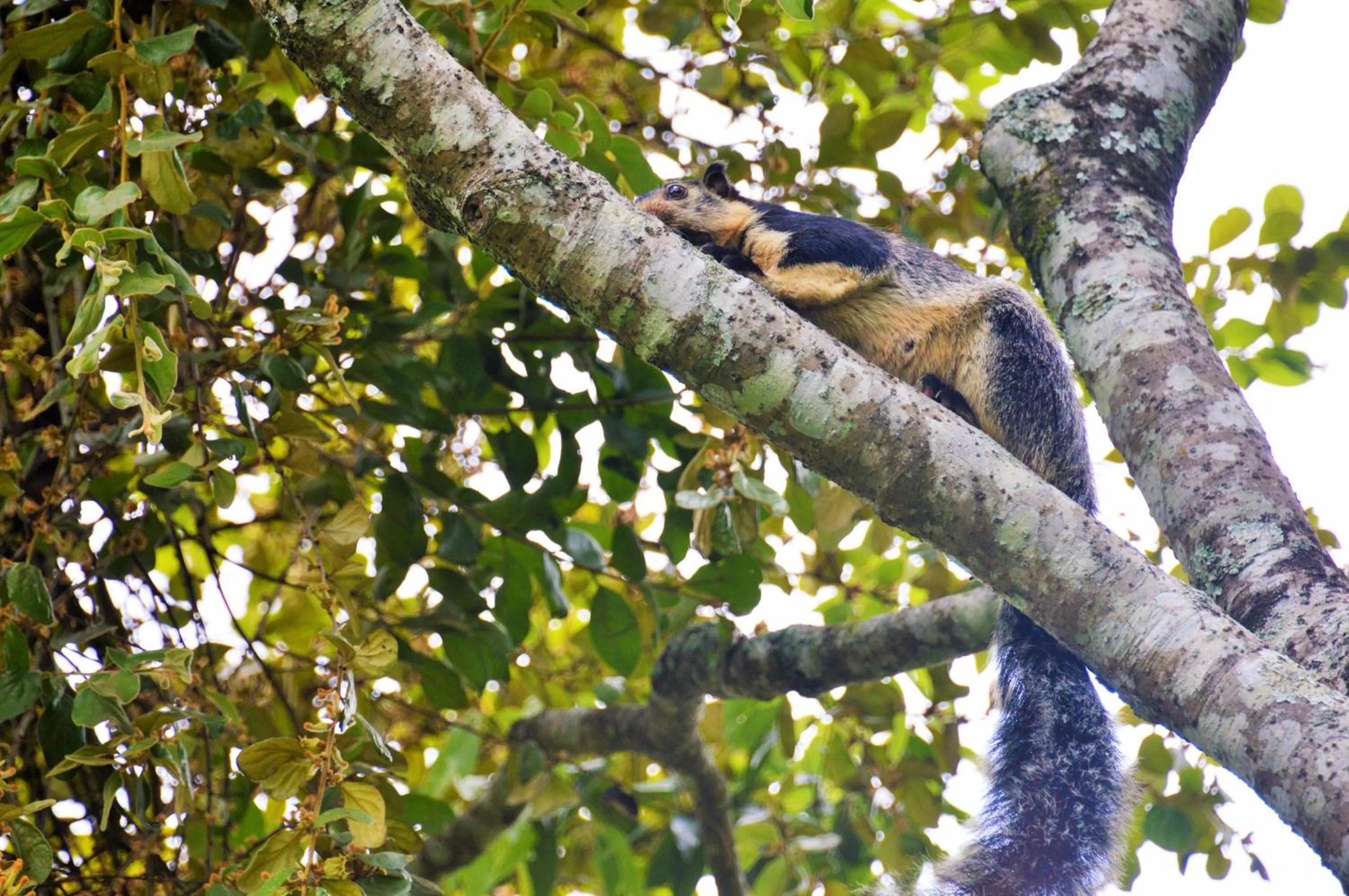 Animals in Ella Green Cottages